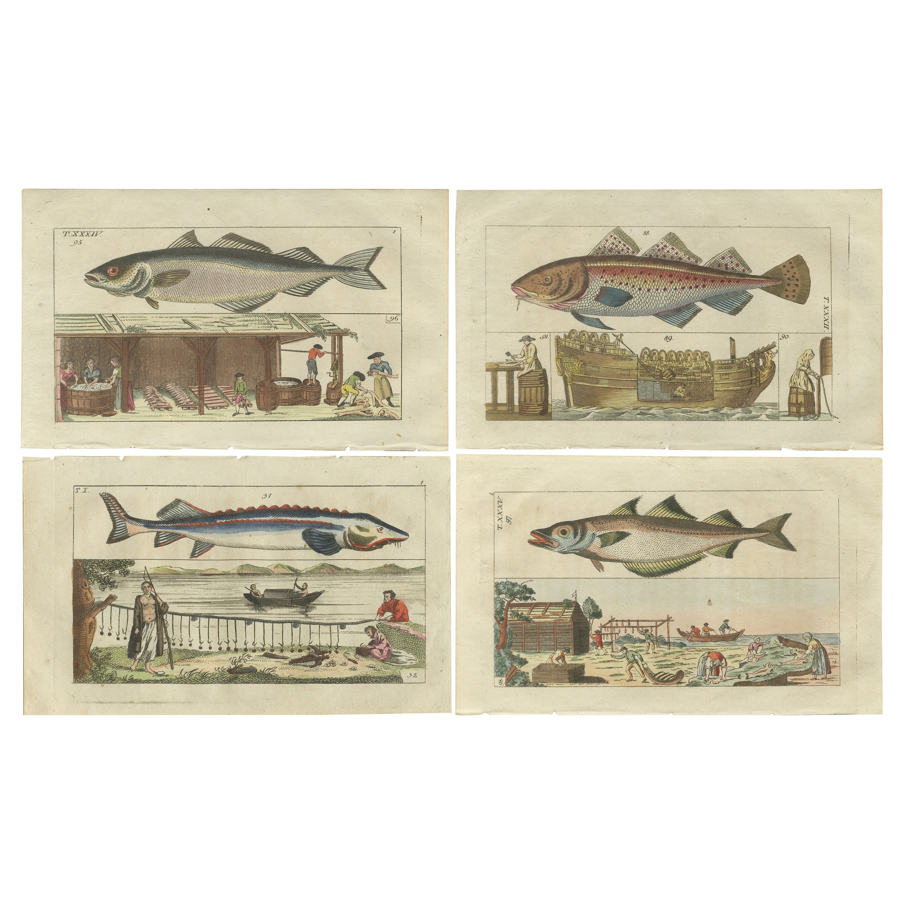 Satz von 4 antiken Fischdrucken - Beluga Stör - Seelachs - Atlantischer Kabeljau