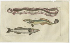 Set of 4 Antique Fish Prints - Remora - Dragonet - Star Gazer