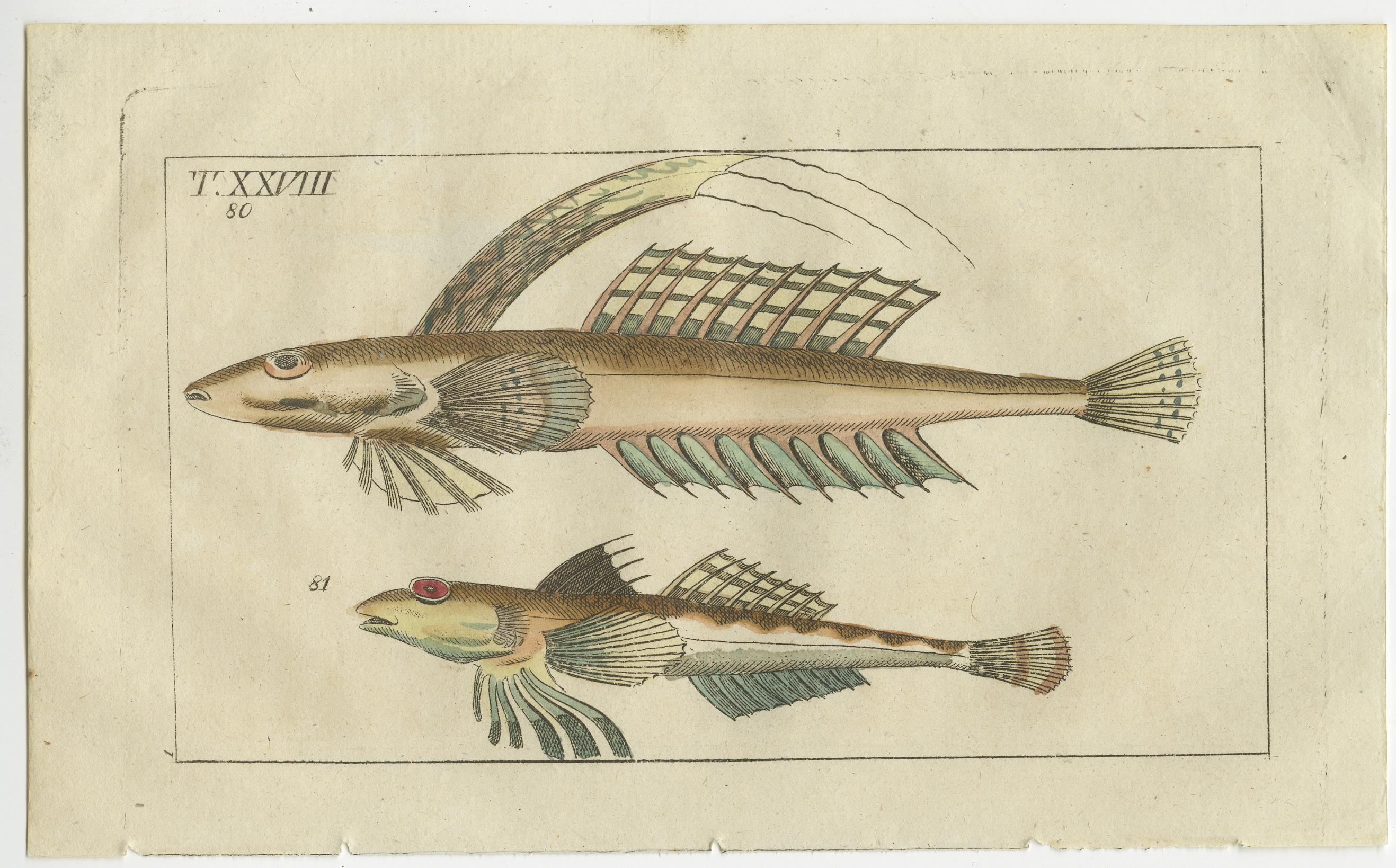 Set of 4 Antique Fish Prints - Remora - Dragonet - Star Gazer In Good Condition For Sale In Langweer, NL