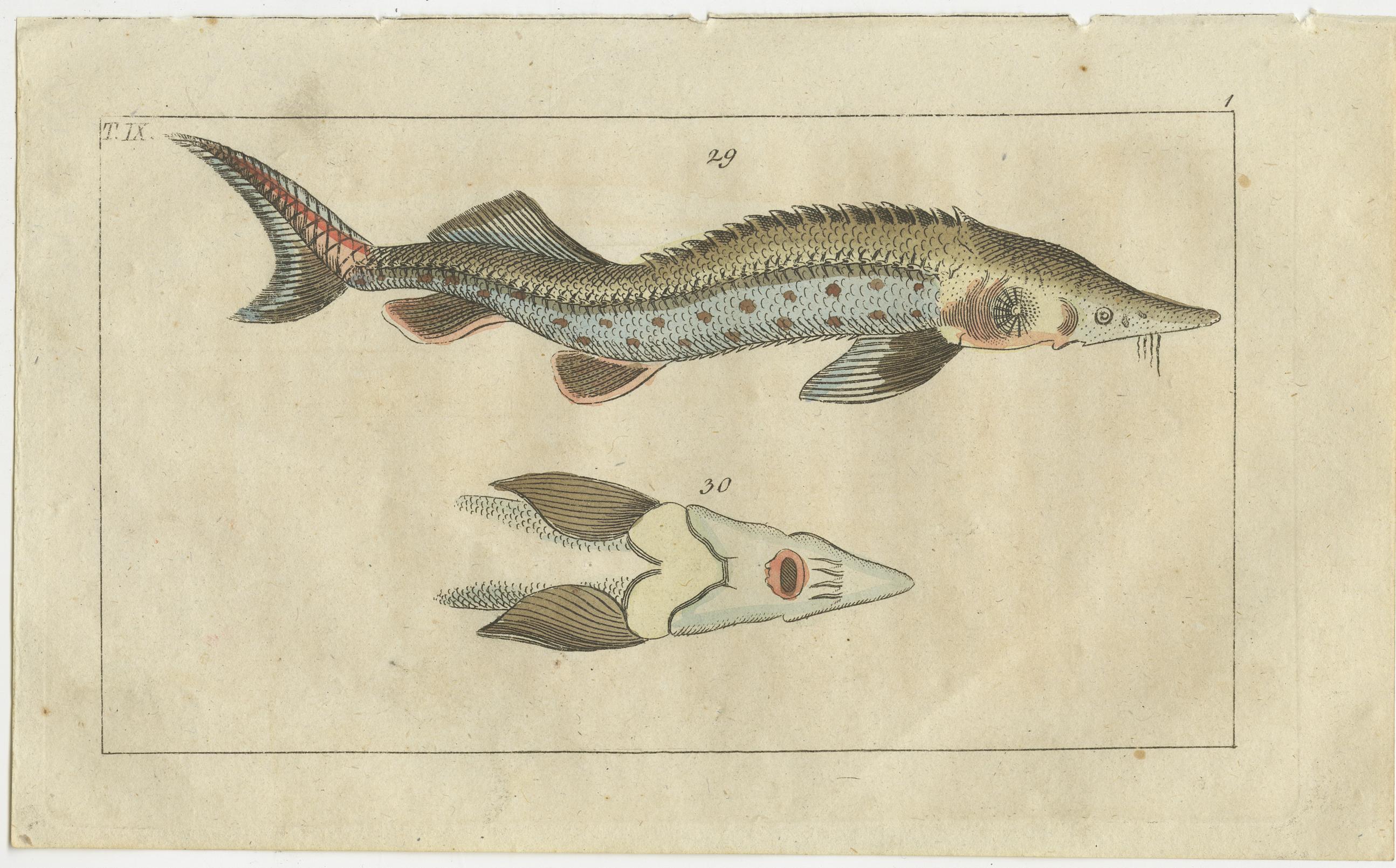 19th Century Set of 4 Antique Fish Prints - Remora - Dragonet - Star Gazer For Sale