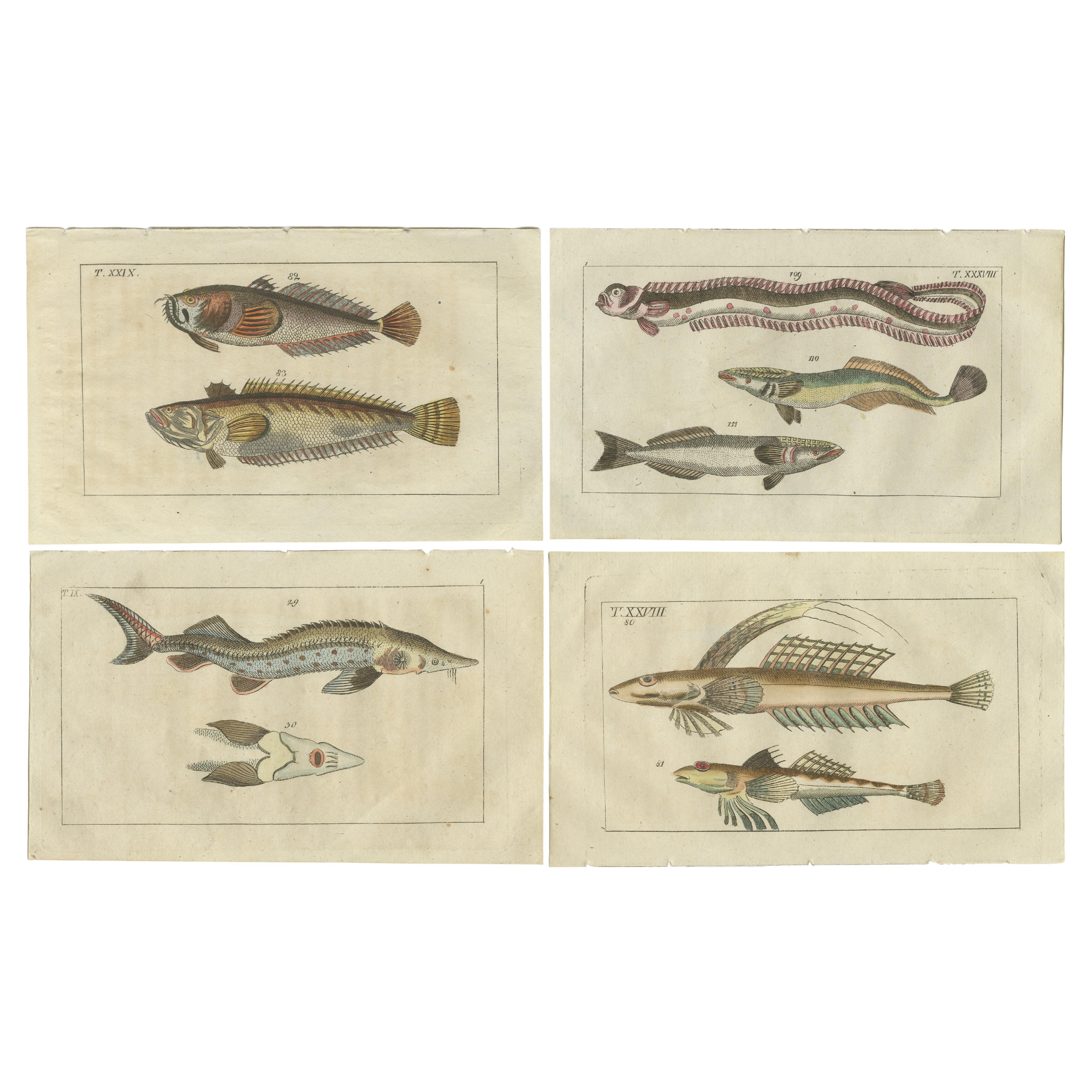 Set of 4 Antique Fish Prints - Remora - Dragonet - Star Gazer For Sale