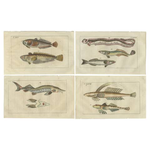 Set of 4 Antique Fish Prints - Remora - Dragonet - Star Gazer