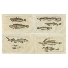 Set of 4 Antique Fish Prints - Remora - Dragonet - Star Gazer