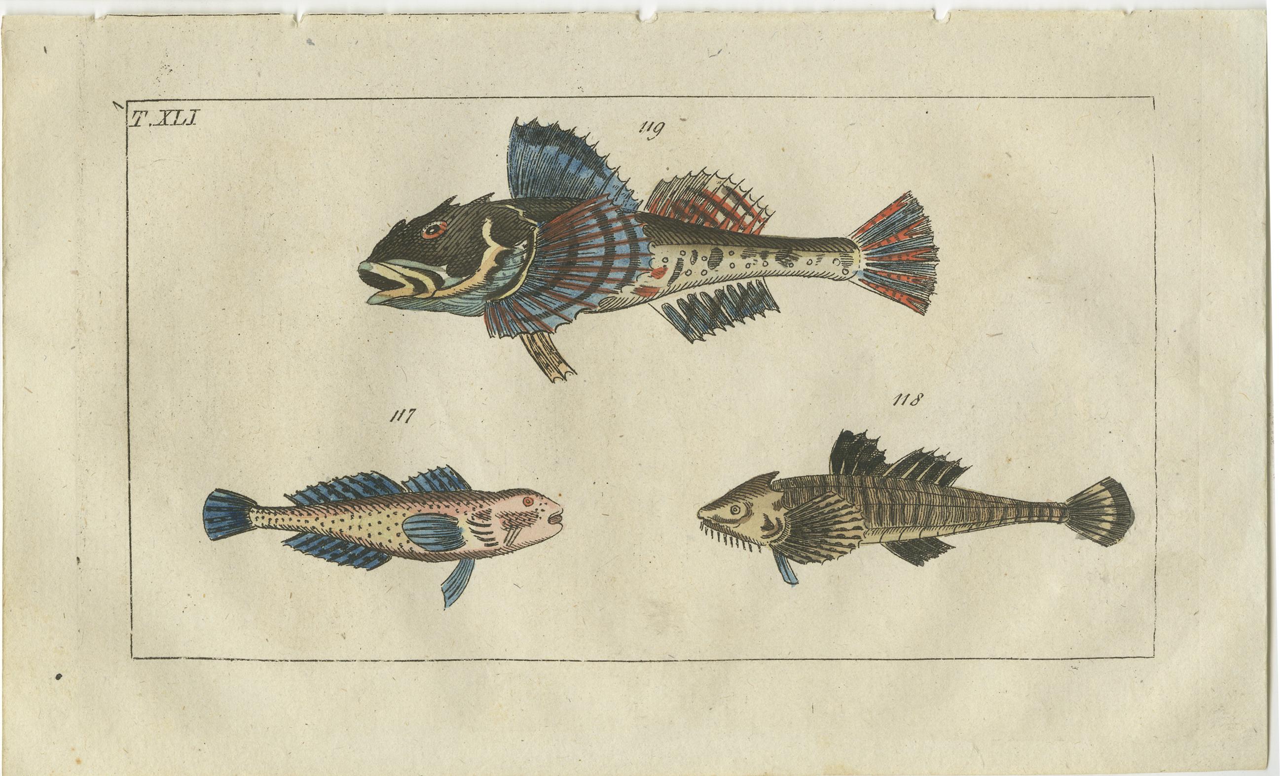 Set of four original antique fish prints. Snipefish, Macroramphosus scolopax 52 and grooved razorfish, Centriscus scutatus 53. Vit sculpin, Cottus gobio 117, pogge, Agonus cataphractus 118, and sea scorpion, Myoxocephalus scorpius 119. Lumpfish,