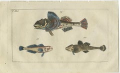 Satz von 4 antiken Fischdrucken - Schlangen-Schleimfisch - Lumpfish - Snipefish