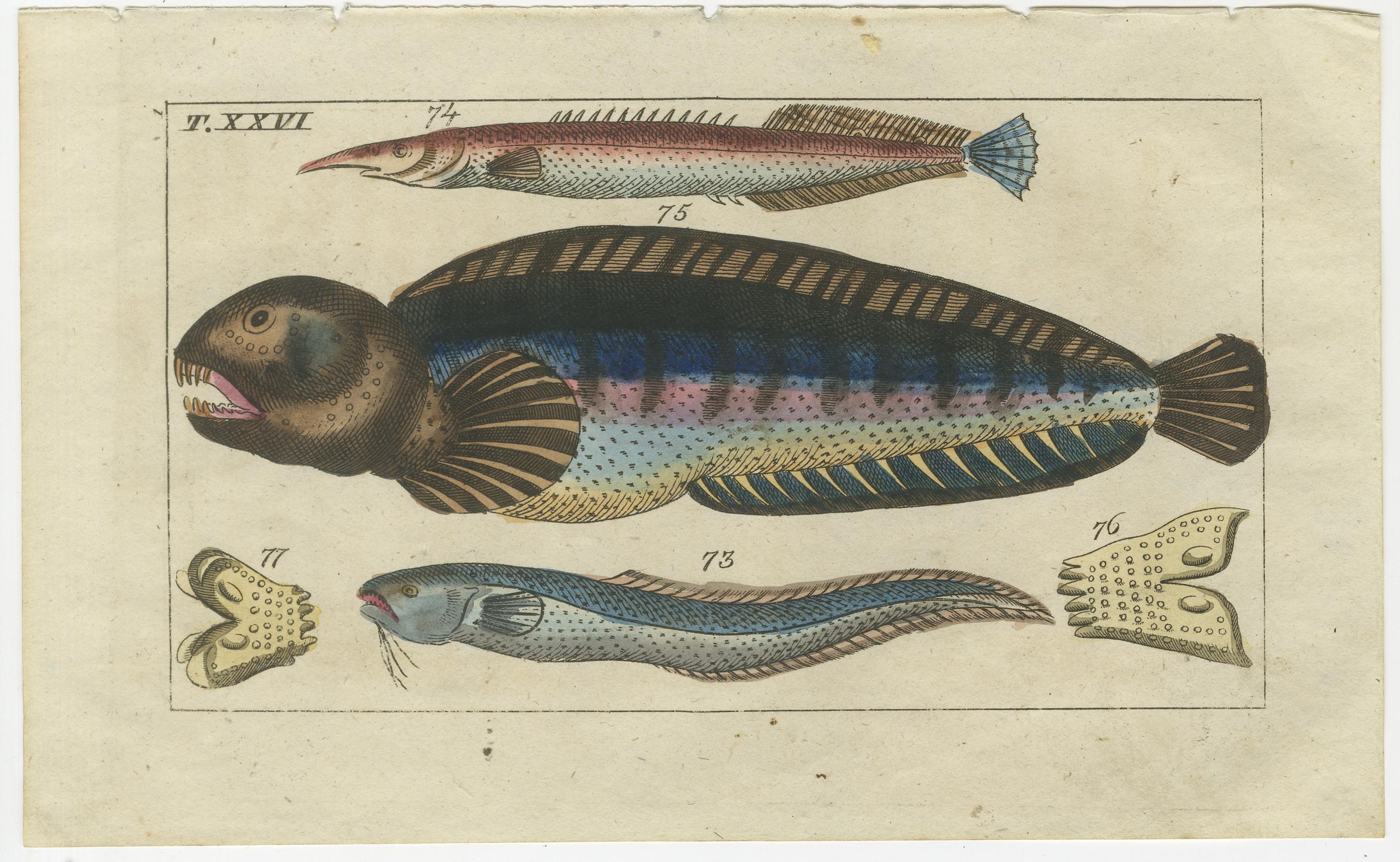 Set of 4 Antique Fish Prints - Snake Blenny - Lumpfish - Snipefish In Good Condition For Sale In Langweer, NL