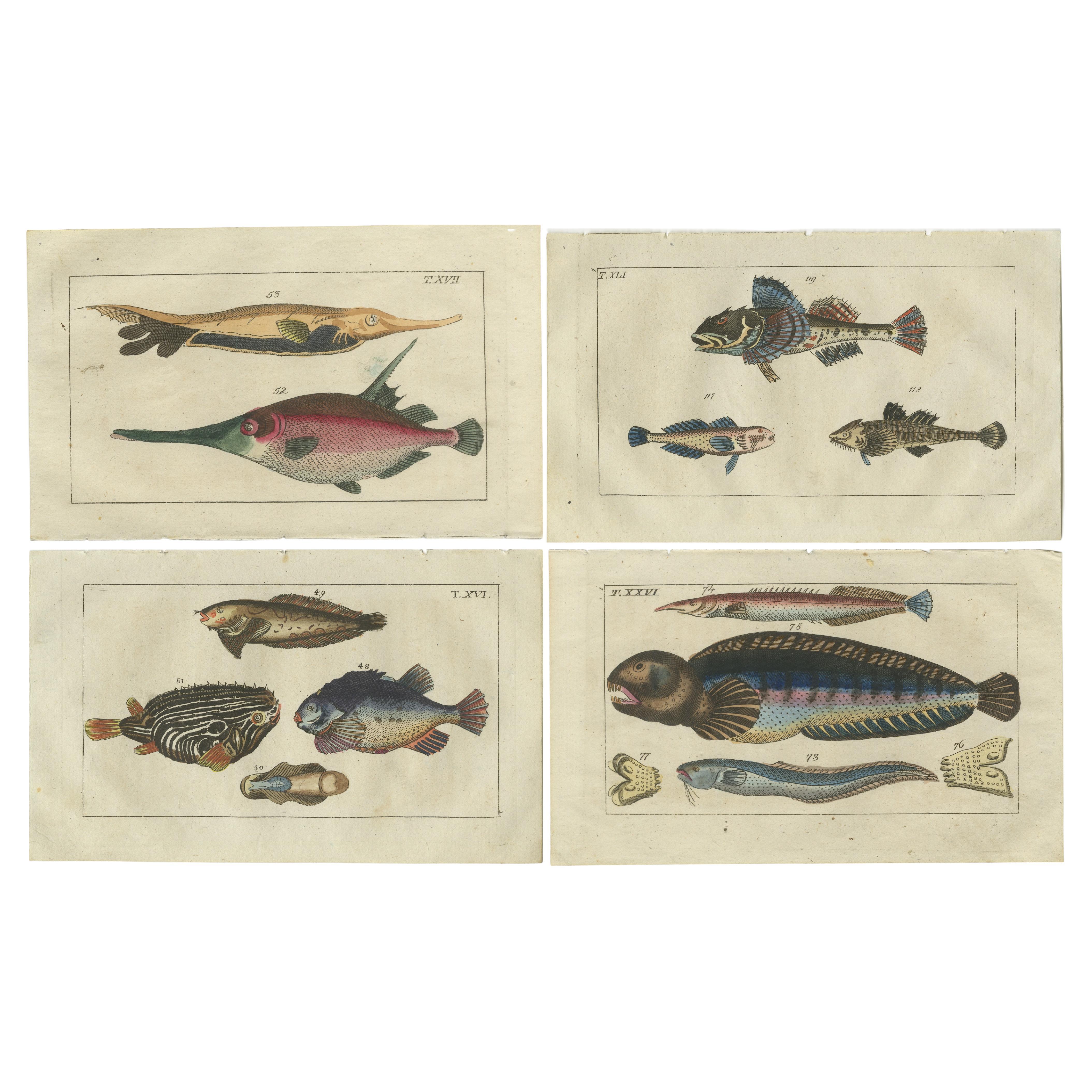 Set of 4 Antique Fish Prints - Snake Blenny - Lumpfish - Snipefish For Sale