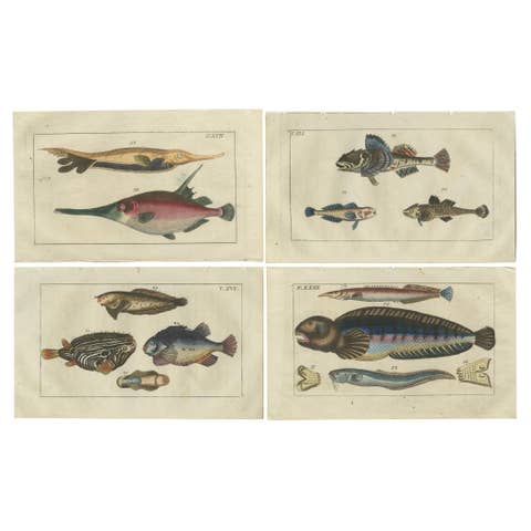 Set of 4 Antique Fish Prints - Snake Blenny - Lumpfish - Snipefish