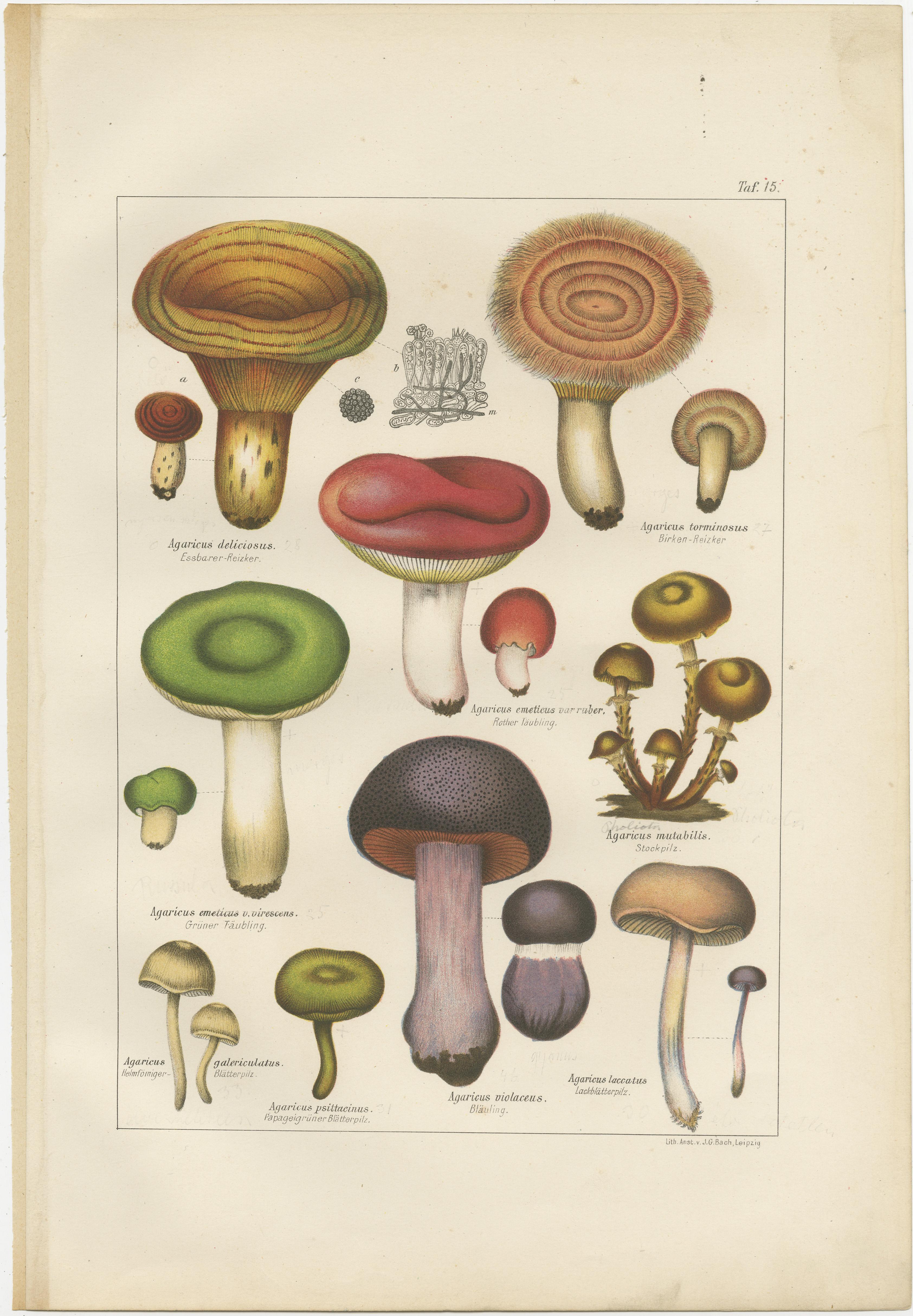 Botanical Treasures: Set of Four Antique Mycology Prints, 1875 In Good Condition For Sale In Langweer, NL