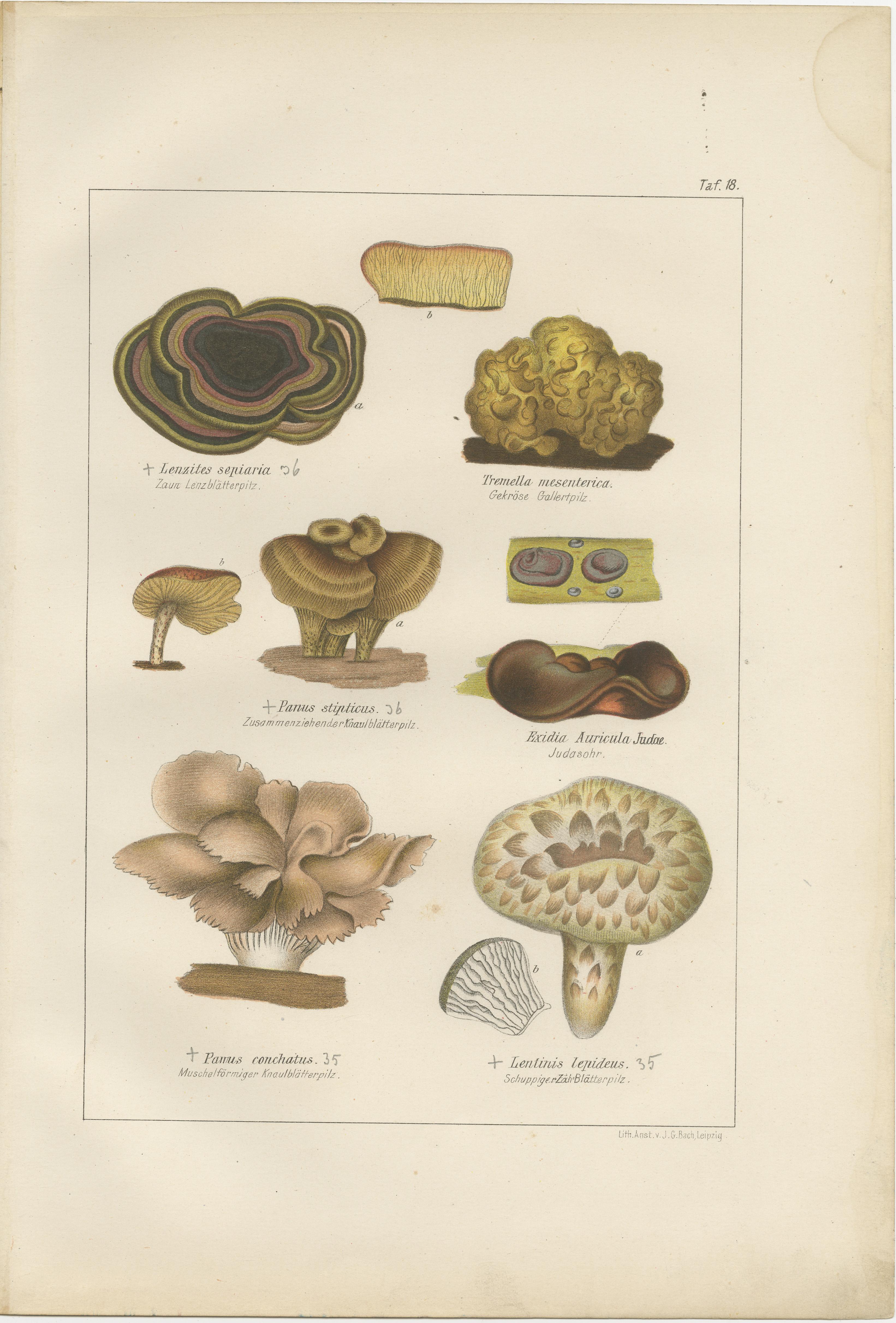 19th Century Botanical Treasures: Set of Four Antique Mycology Prints, 1875 For Sale