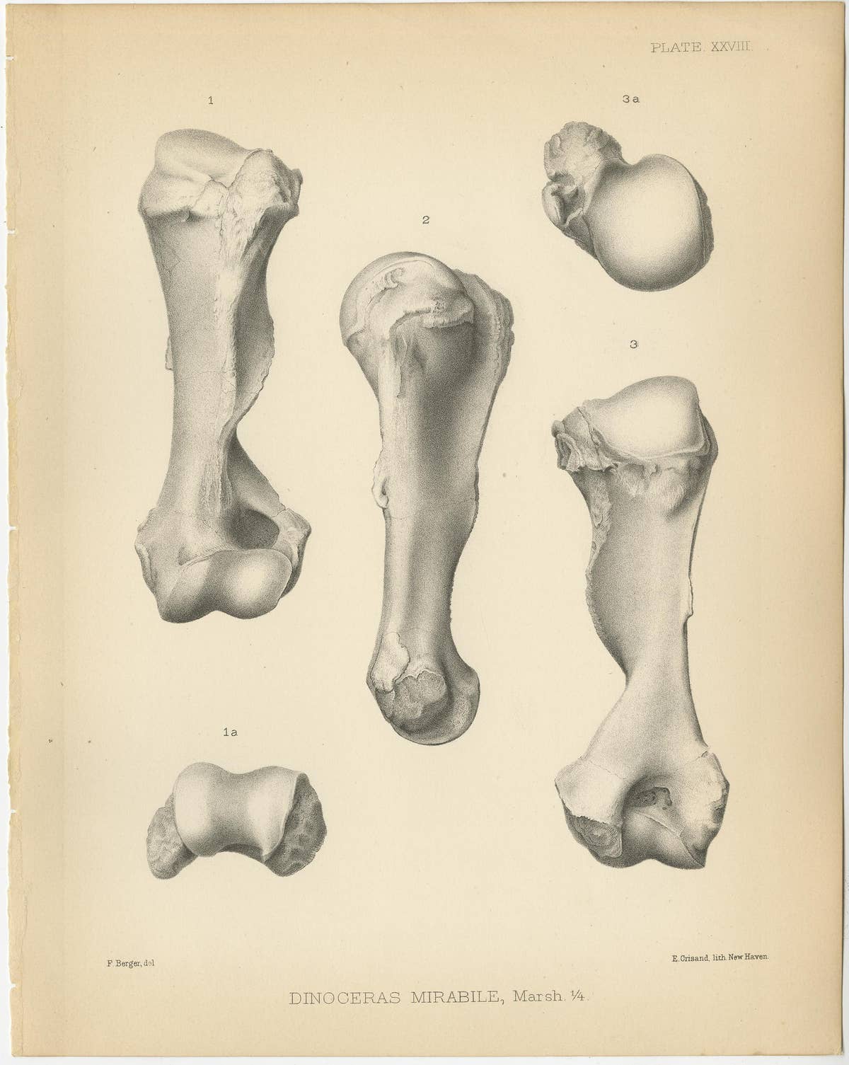 Set of 4 Antique Paleontology Prints of a Dinoceras Mirabile by Marsh, 1886