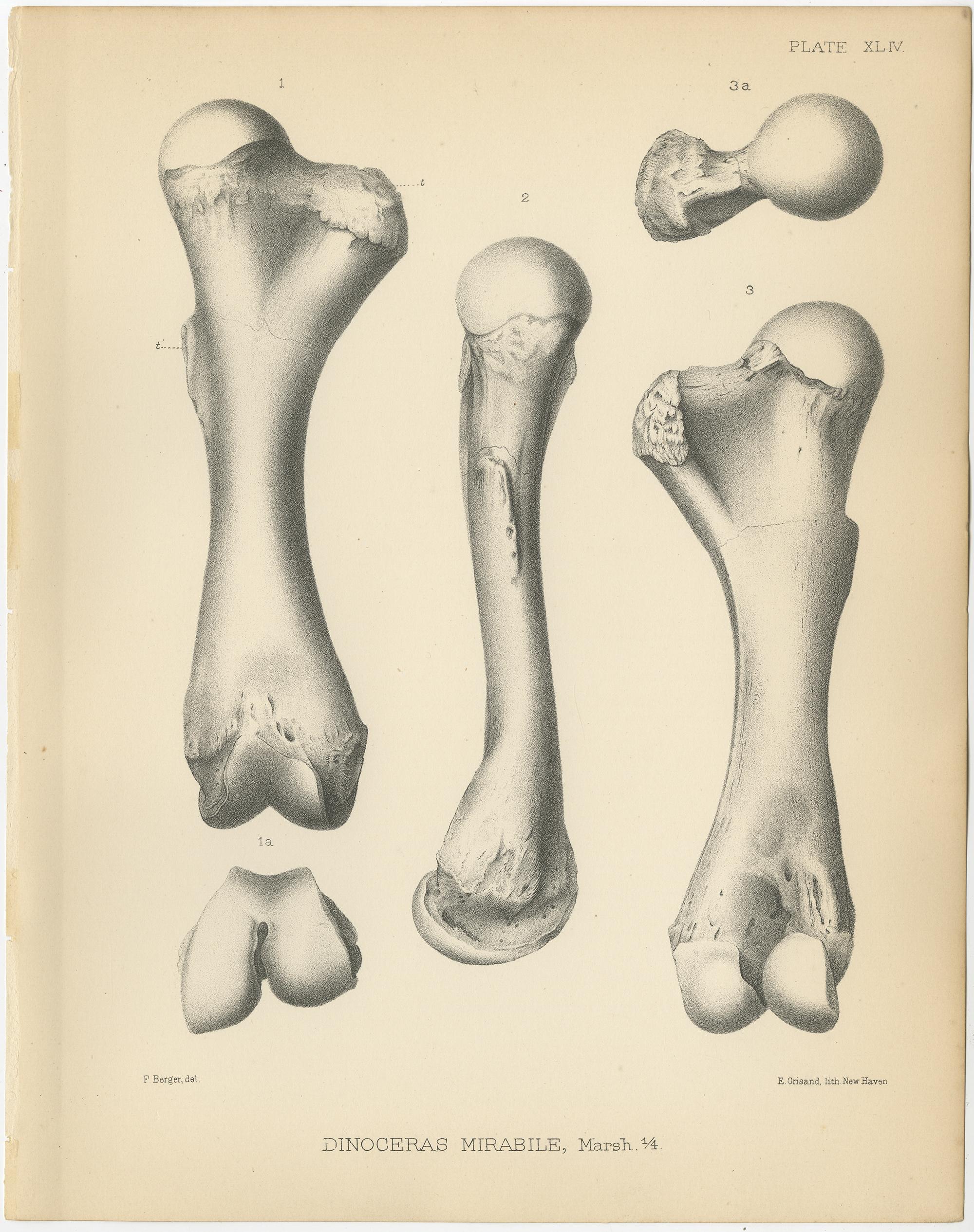 Set of four antique prints titled 'Dinoceras Mirabile'. Original lithograph of the femur, tibia, patella and feet of a Dinoceras Mirabile, an extinct genus of herbivorous mammal. This print originates from volume 10 of 'Monographs of the United