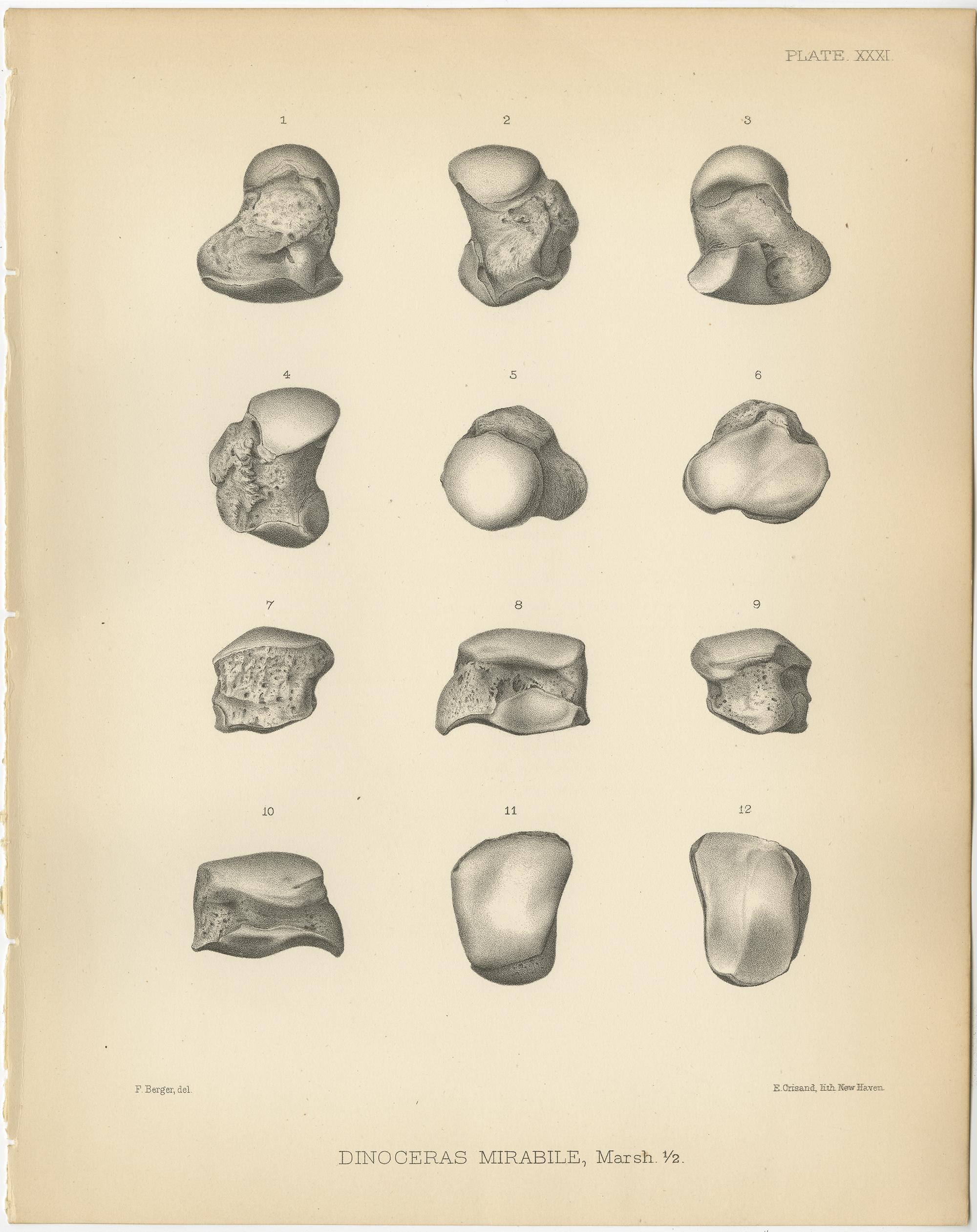 Set of four antique prints titled 'Dinoceras Mirabile'. Original lithograph of the scaphoid, lunar, pyramidal, pisiform, trapezium, trapezoid, magnum and unciform of a Dinoceras Mirabile, an extinct genus of herbivorous mammal. This print originates