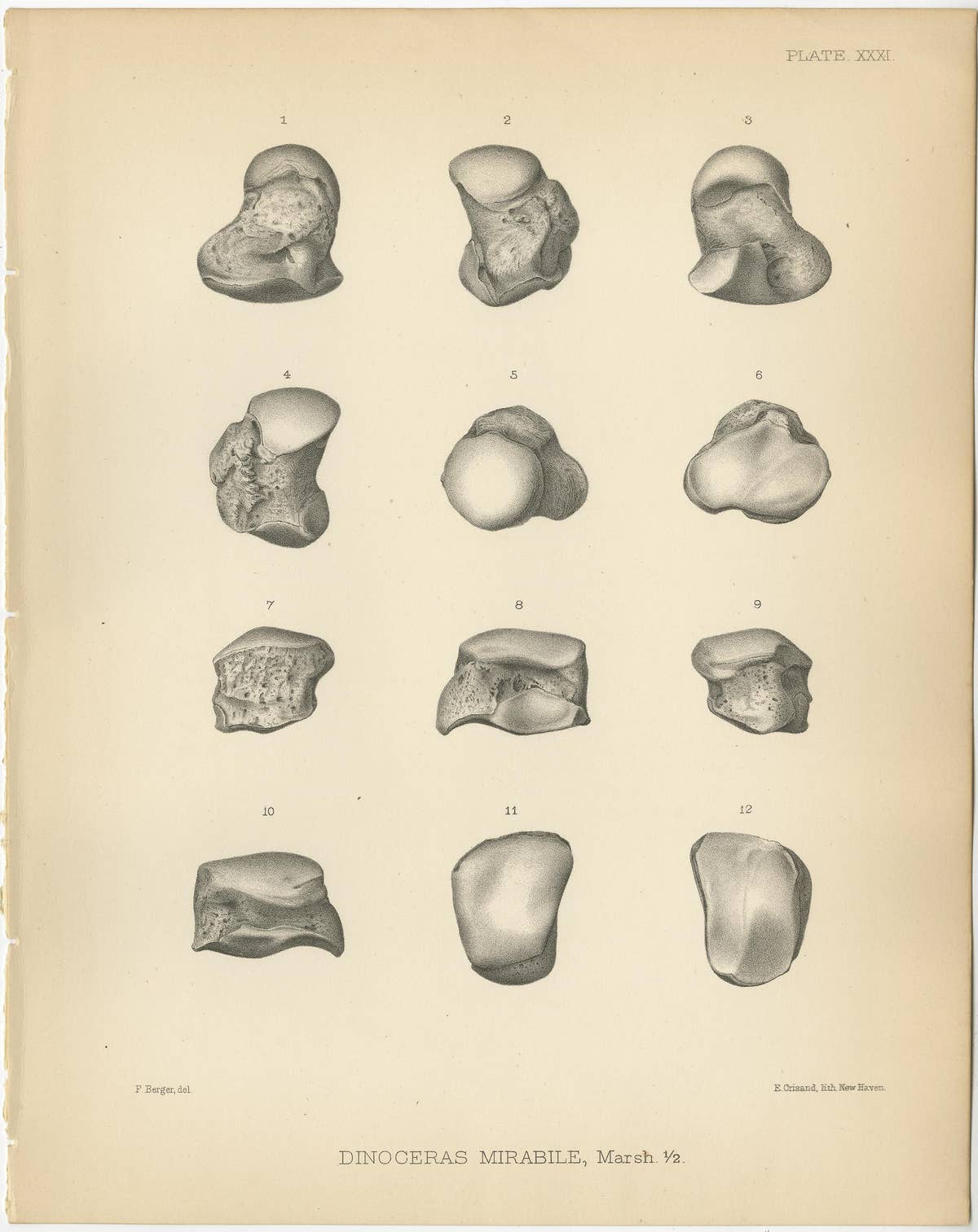 Set of 4 Antique Paleontology Prints of a Dinoceras Mirabile by Marsh, 1886