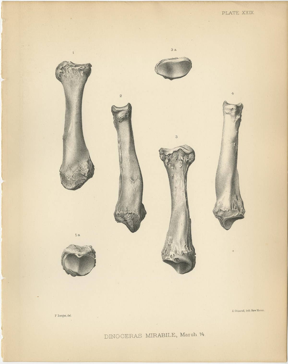 Set of 4 Antique Paleontology Prints of a Dinoceras Mirabile by Marsh, 1886