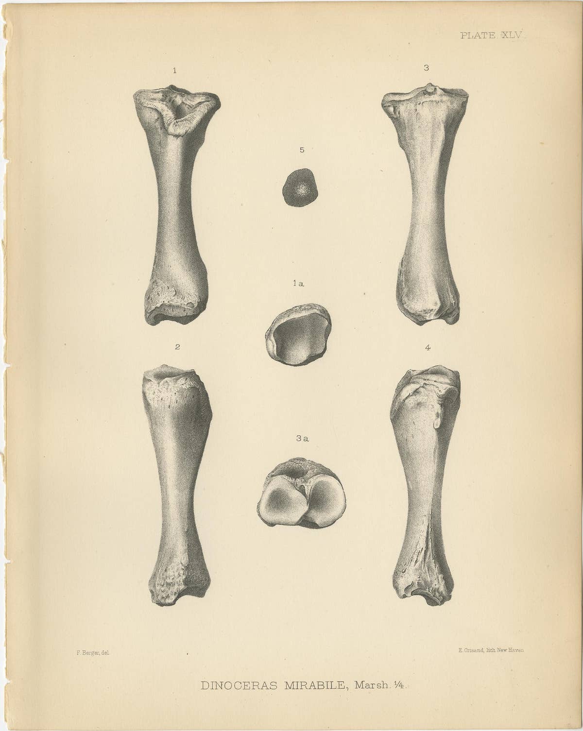 Set of 4 Antique Paleontology Prints of a Dinoceras Mirabile by Marsh, 1886