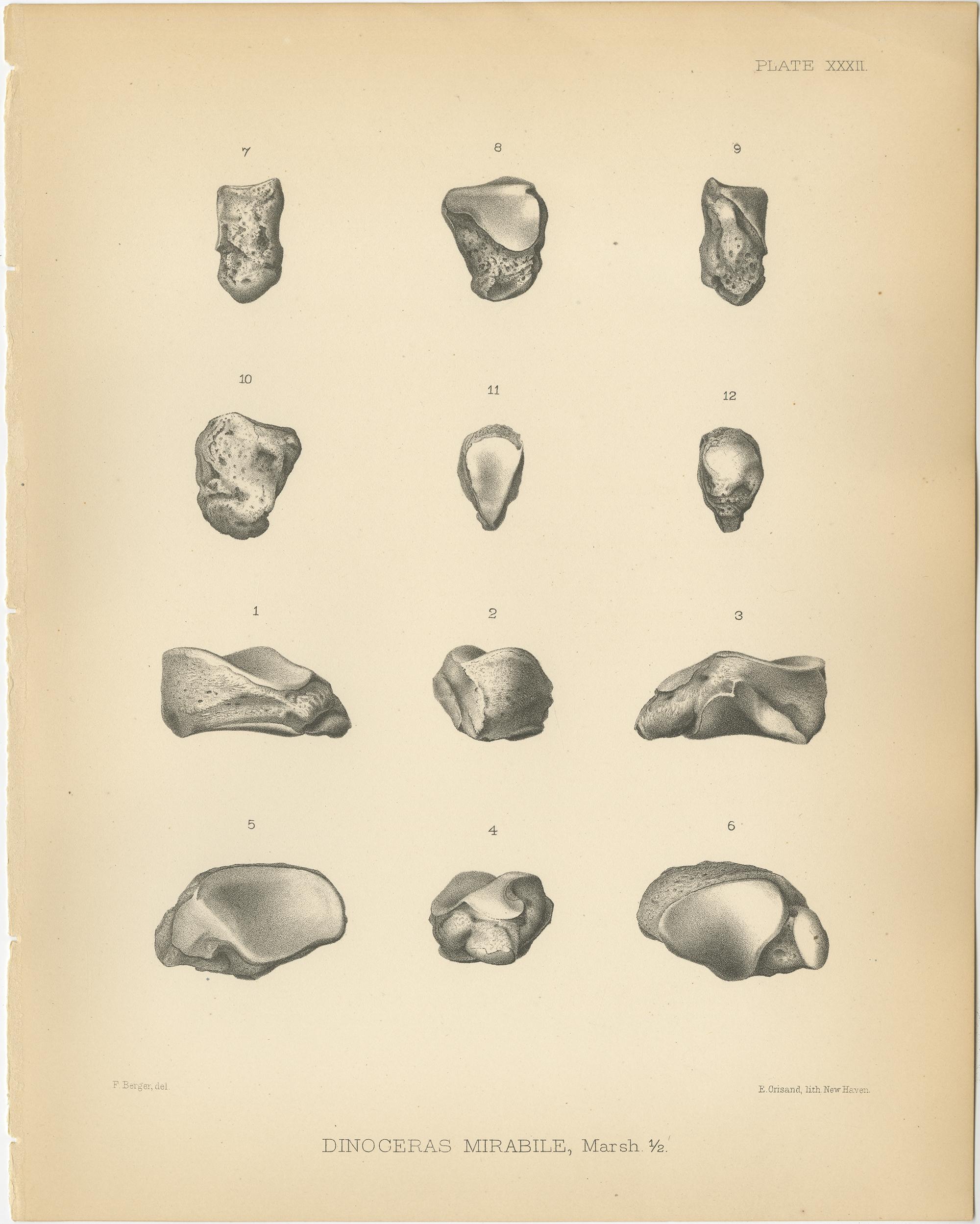 Set of 4 Antique Paleontology Prints of a Dinoceras Mirabile by Marsh, 1886 In Good Condition For Sale In Langweer, NL
