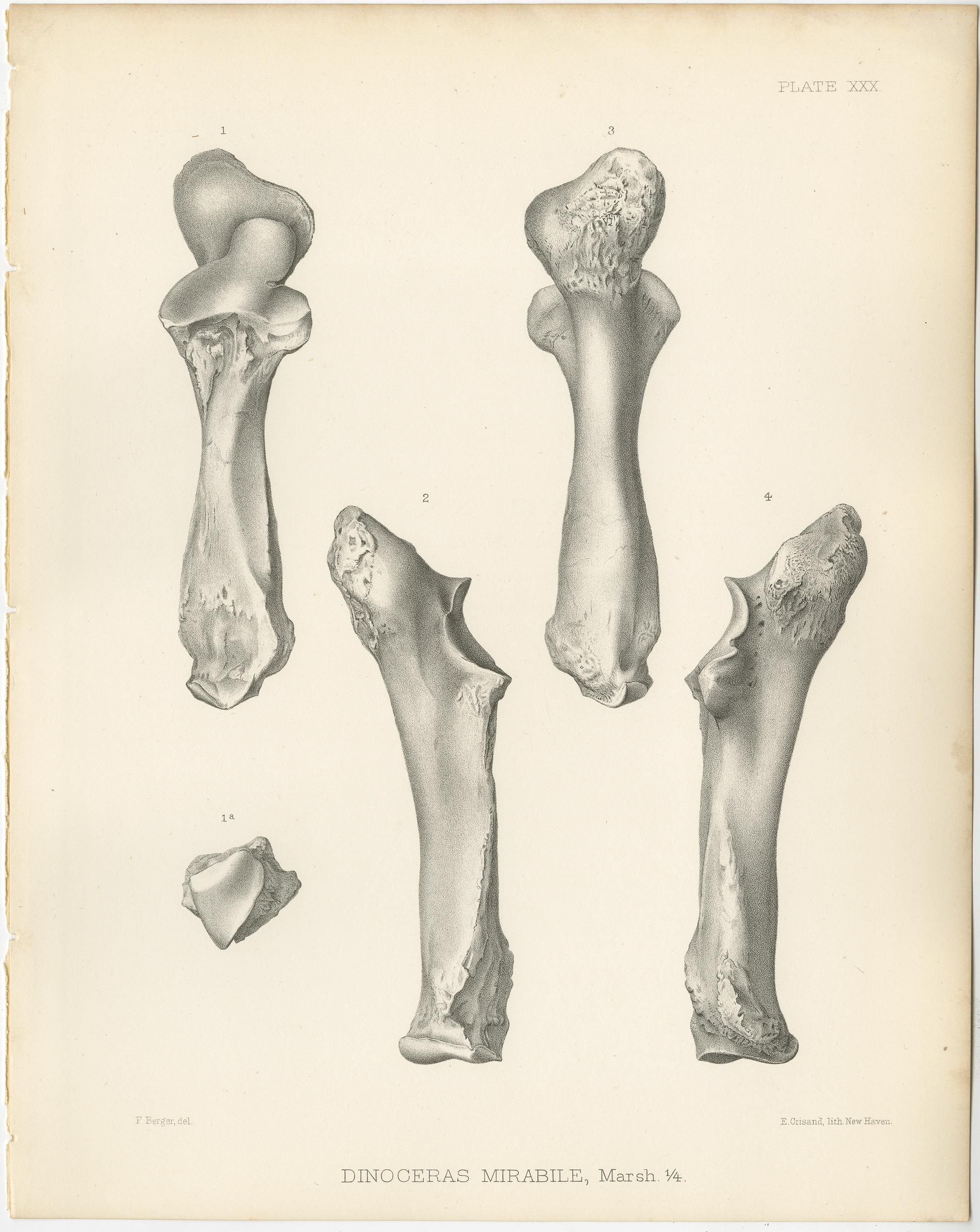 19th Century Set of 4 Antique Paleontology Prints of a Dinoceras Mirabile by Marsh, 1886 For Sale