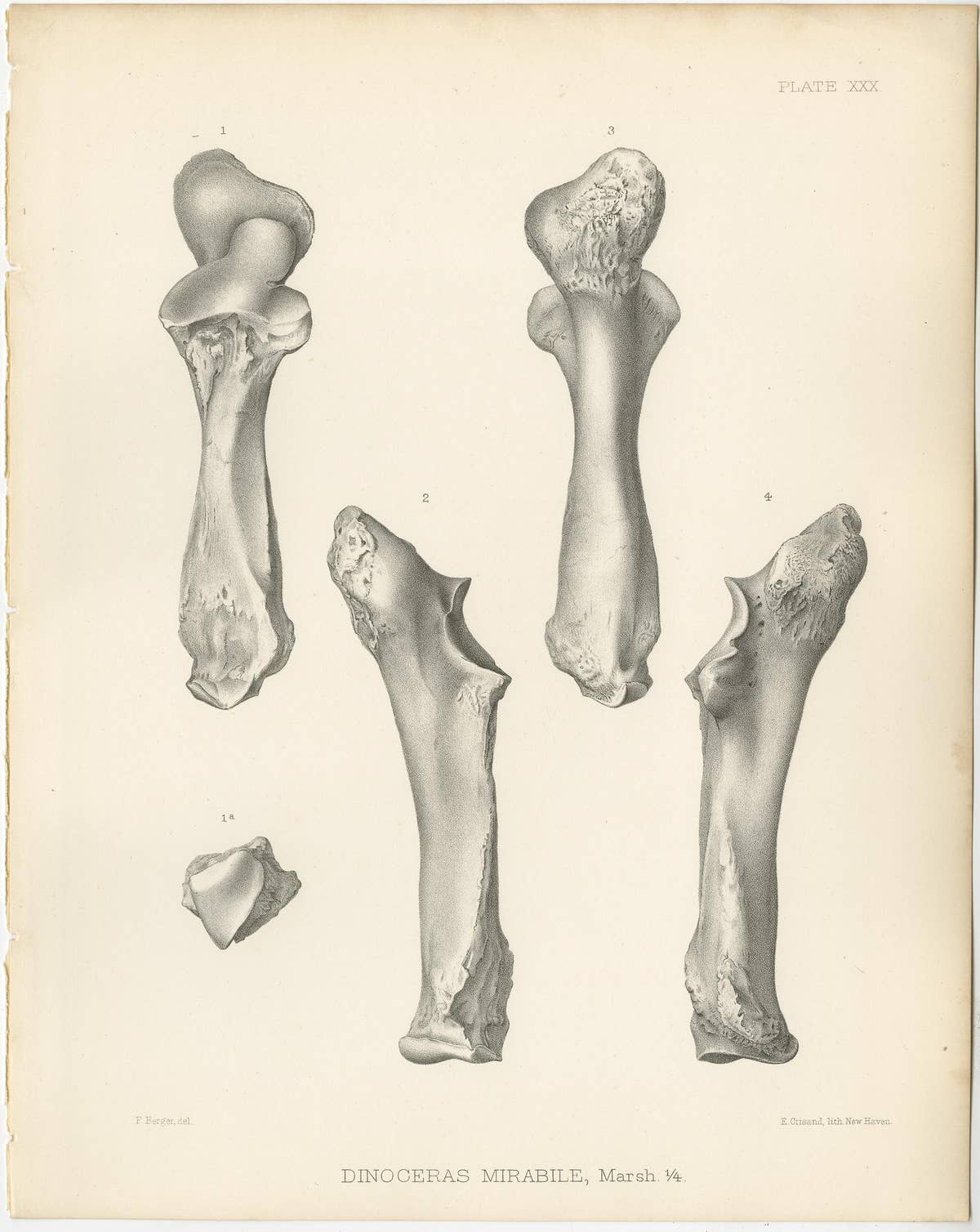 Set of 4 Antique Paleontology Prints of a Dinoceras Mirabile by Marsh, 1886