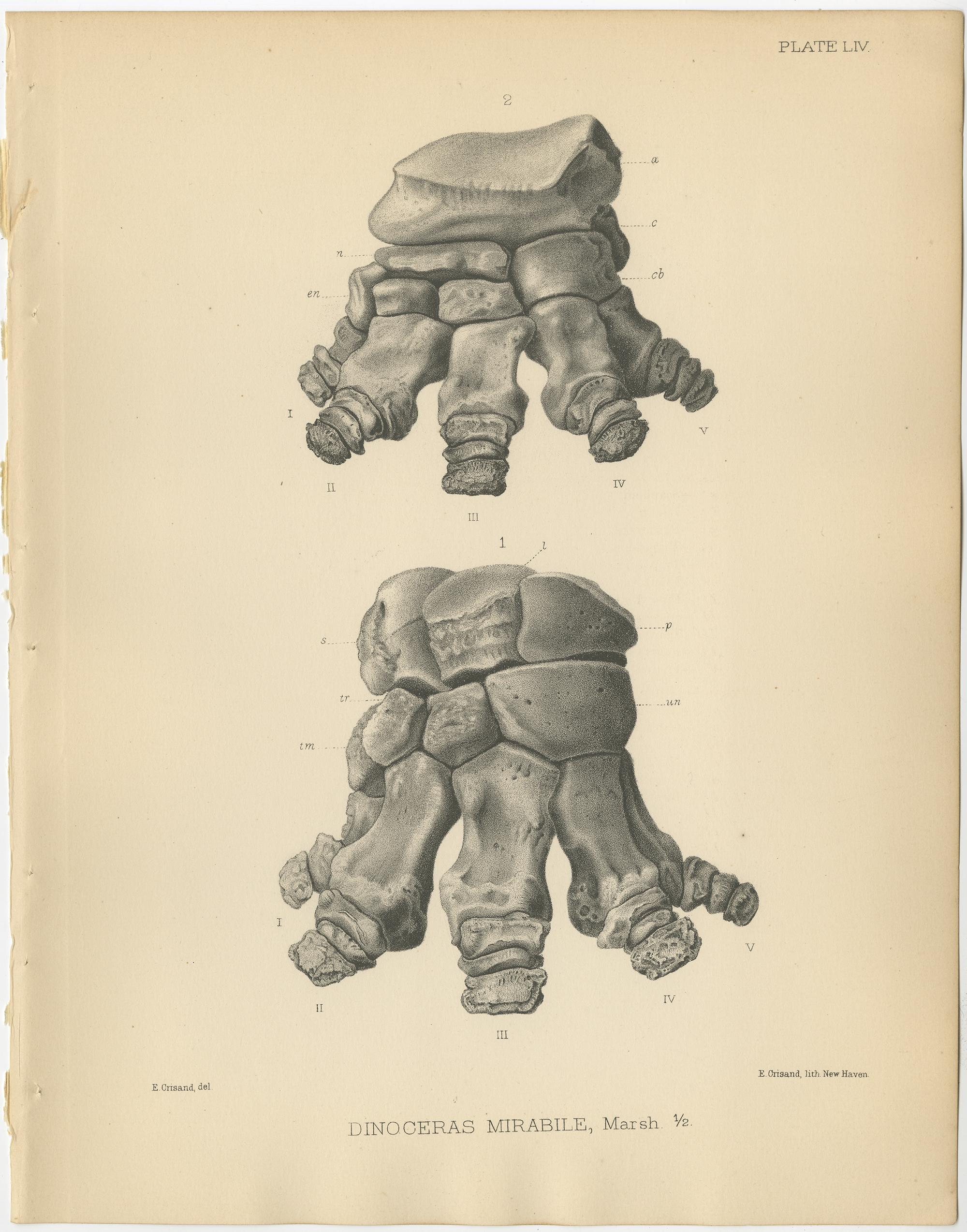 XIXe siècle Ensemble de 4 estampes Paleontologie anciennes d'un Dinoceras Mirabile par Marsh, 1886 en vente
