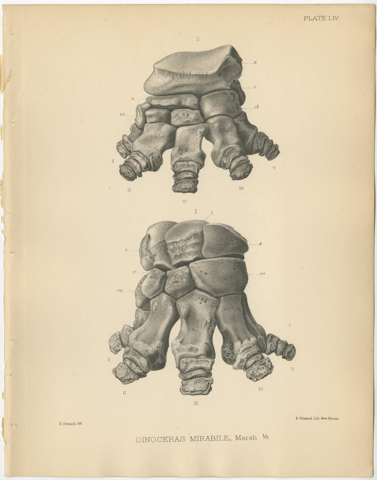 Set of 4 Antique Paleontology Prints of a Dinoceras Mirabile by Marsh, 1886