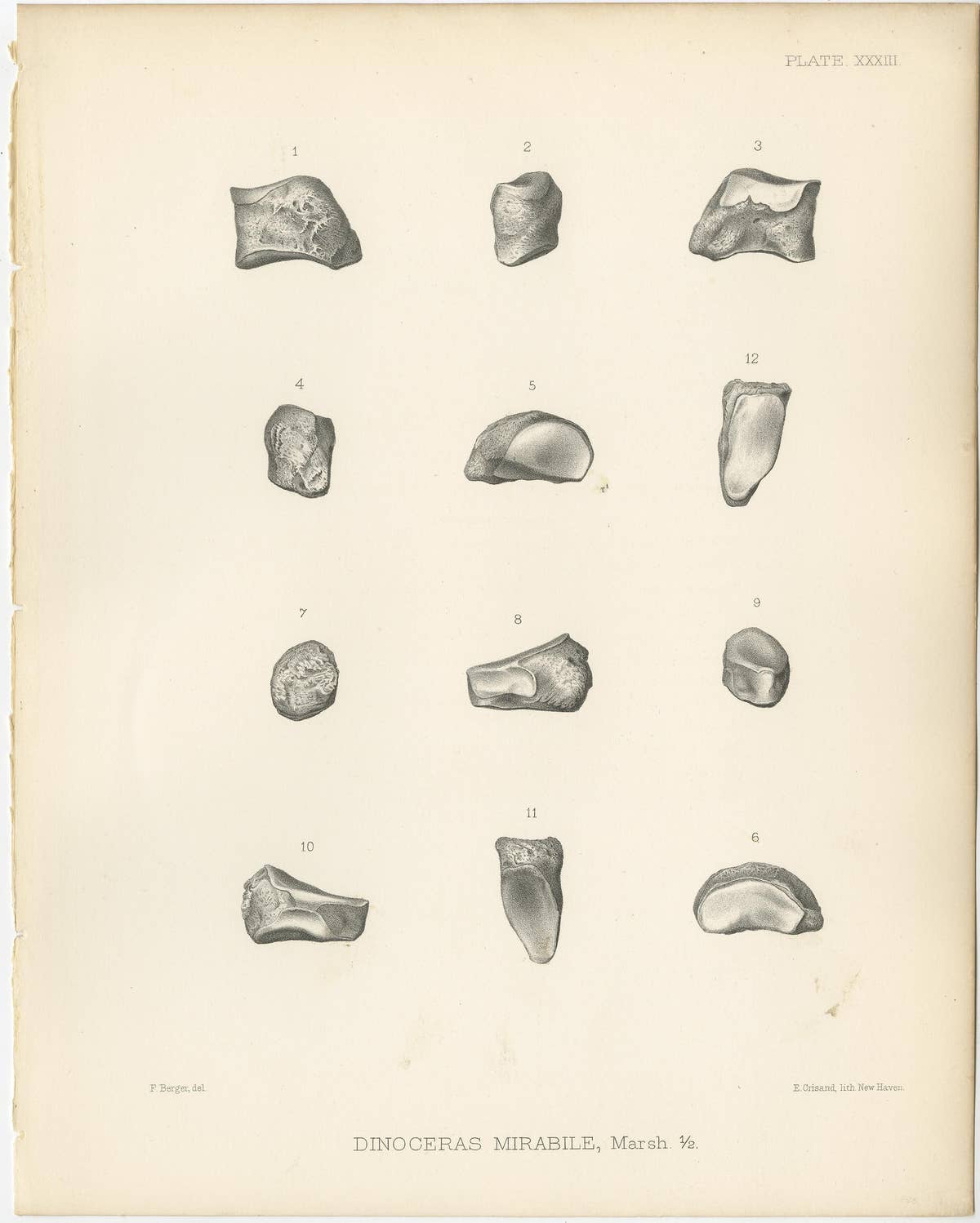 Set of 4 Antique Paleontology Prints of a Dinoceras Mirabile by Marsh, 1886