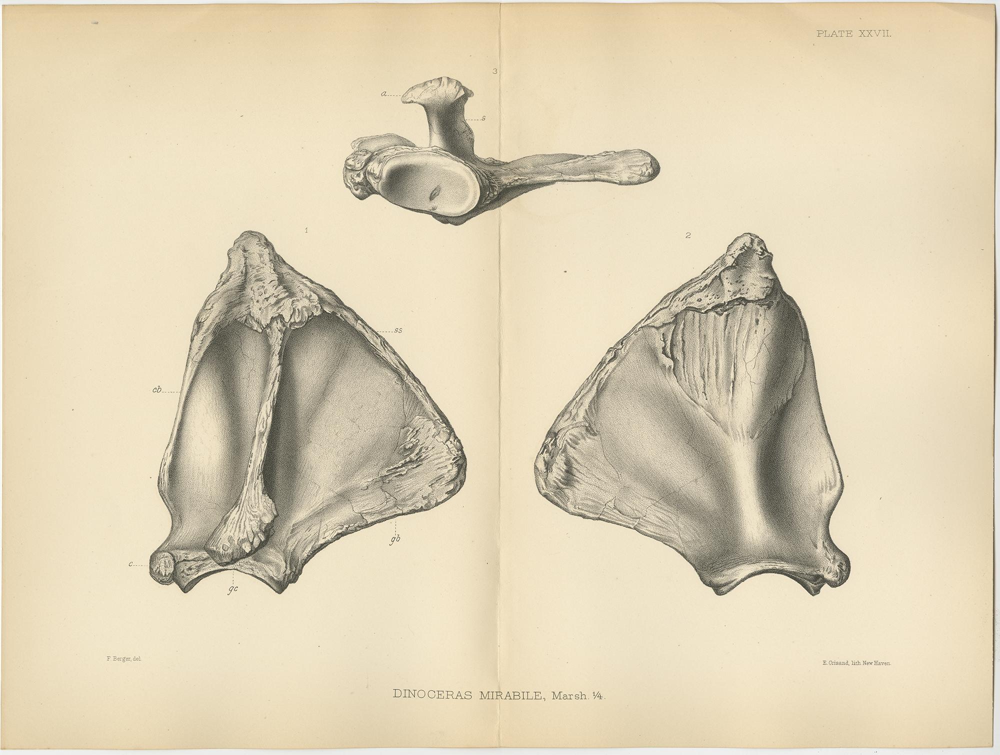 Paper Set of 4 Antique Paleontology Prints of a Dinoceras Mirabile by Marsh, 1886 For Sale