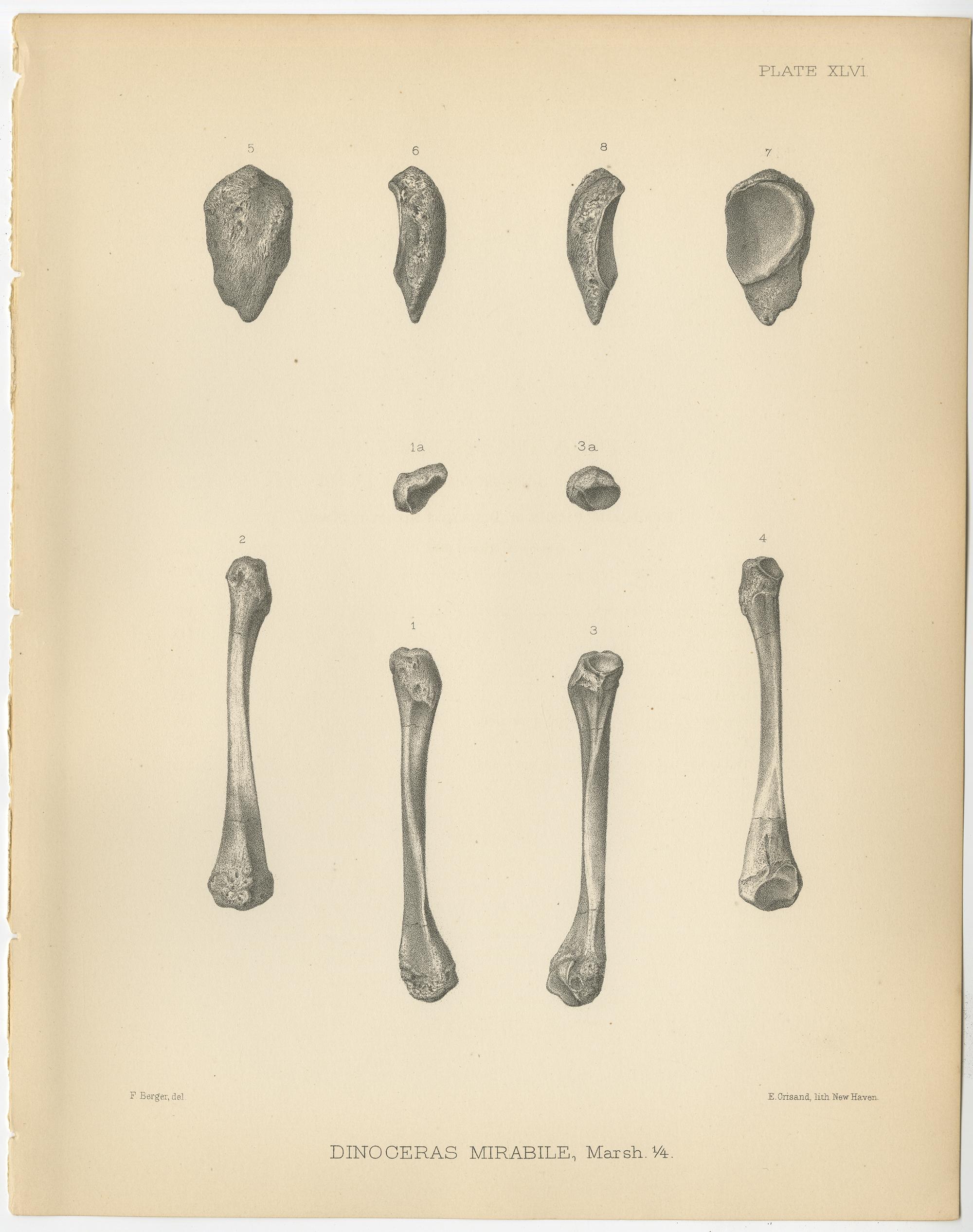 Paper Set of 4 Antique Paleontology Prints of a Dinoceras Mirabile by Marsh, 1886 For Sale