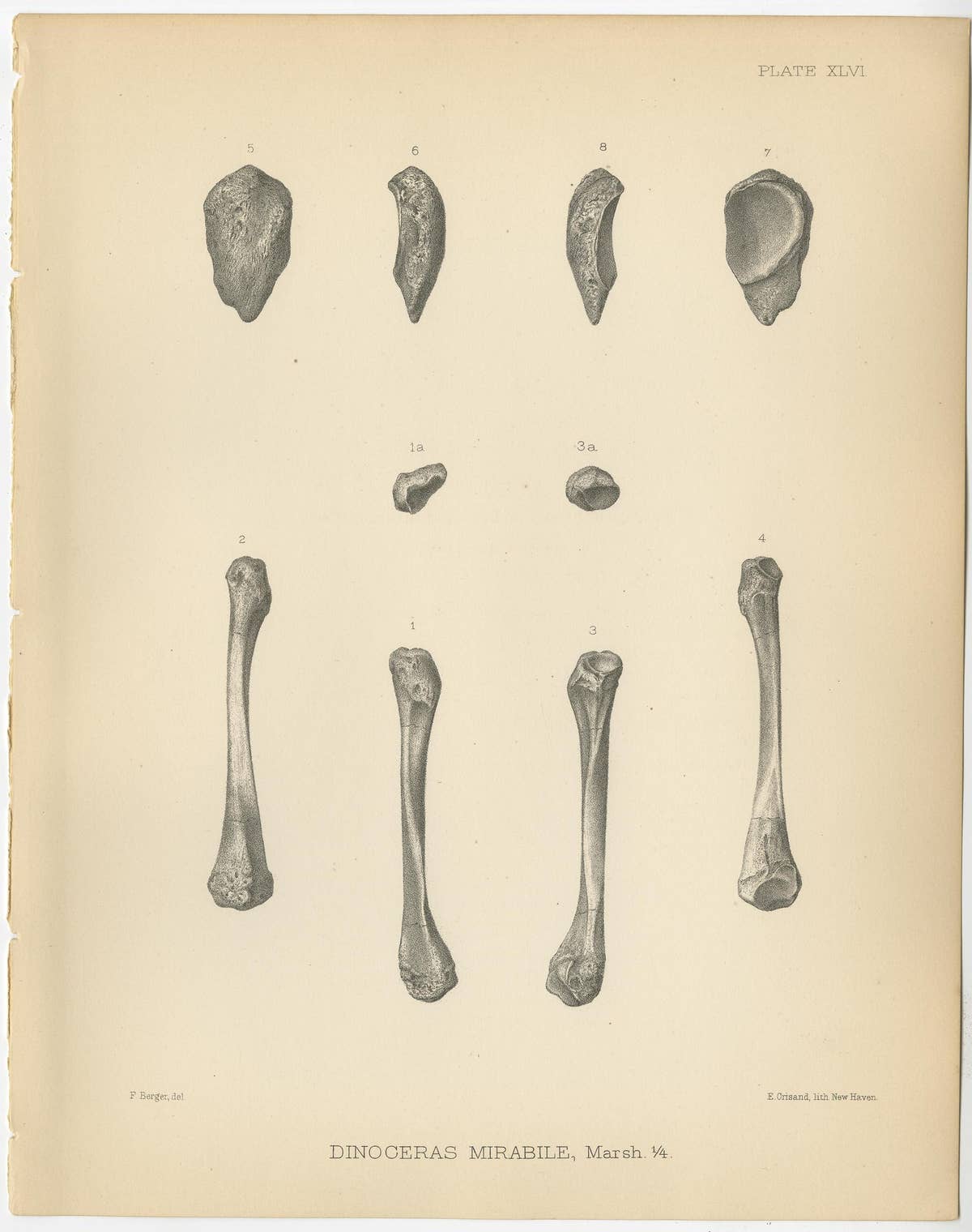 Set of 4 Antique Paleontology Prints of a Dinoceras Mirabile by Marsh, 1886