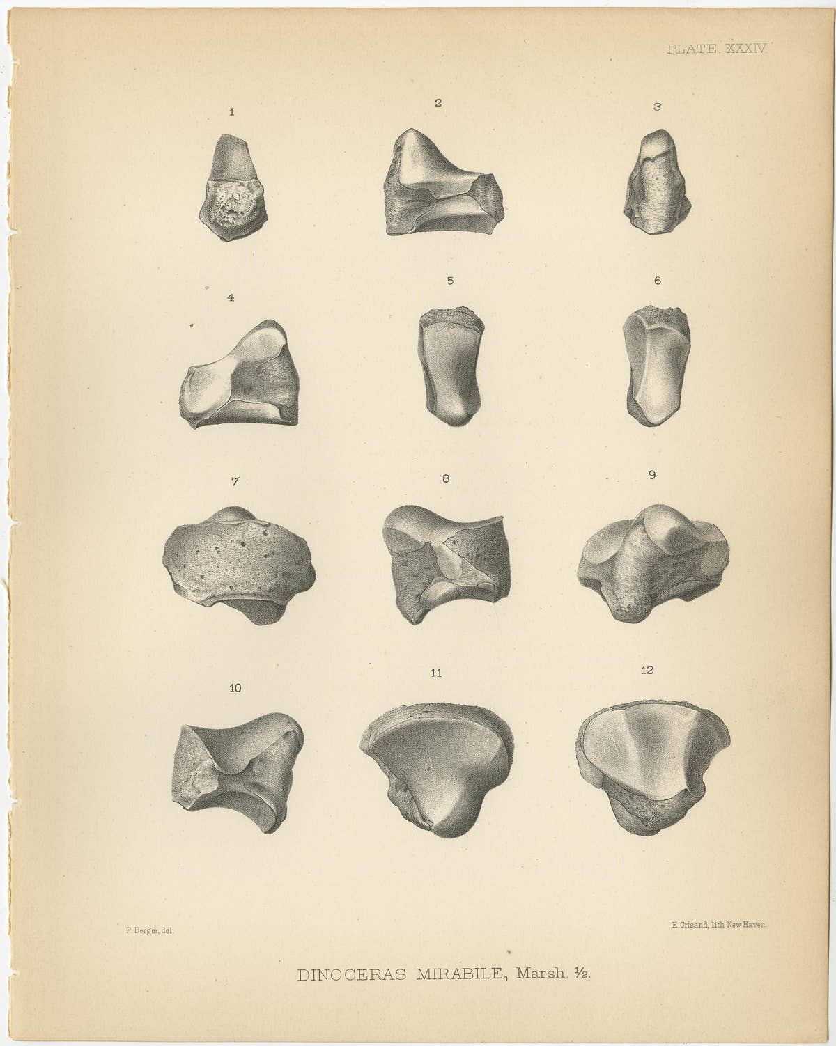 Set of 4 Antique Paleontology Prints of a Dinoceras Mirabile by Marsh, 1886