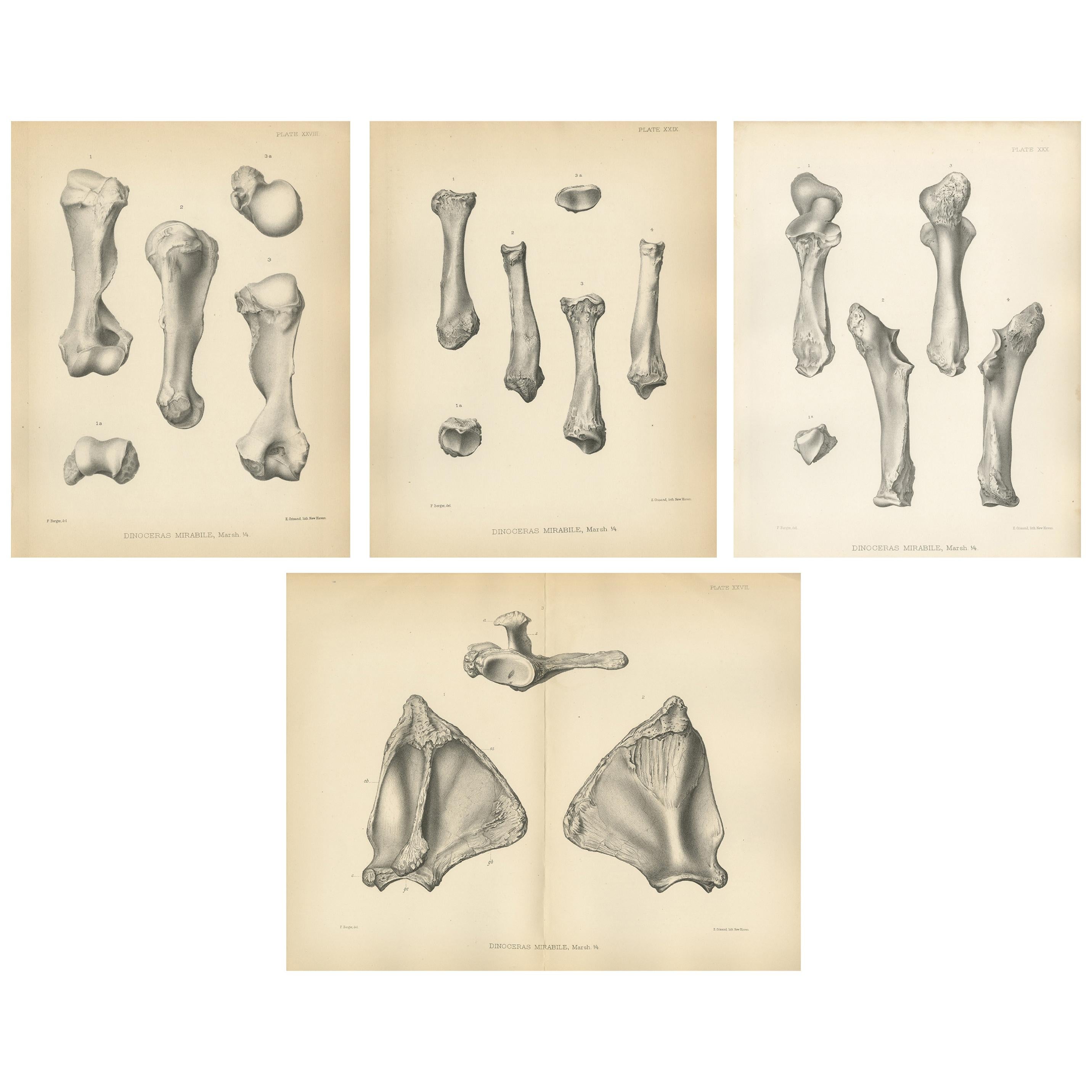 Set of 4 Antique Paleontology Prints of a Dinoceras Mirabile by Marsh, 1886 For Sale