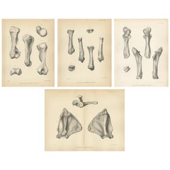 Set of 4 Antique Paleontology Prints of a Dinoceras Mirabile by Marsh, 1886