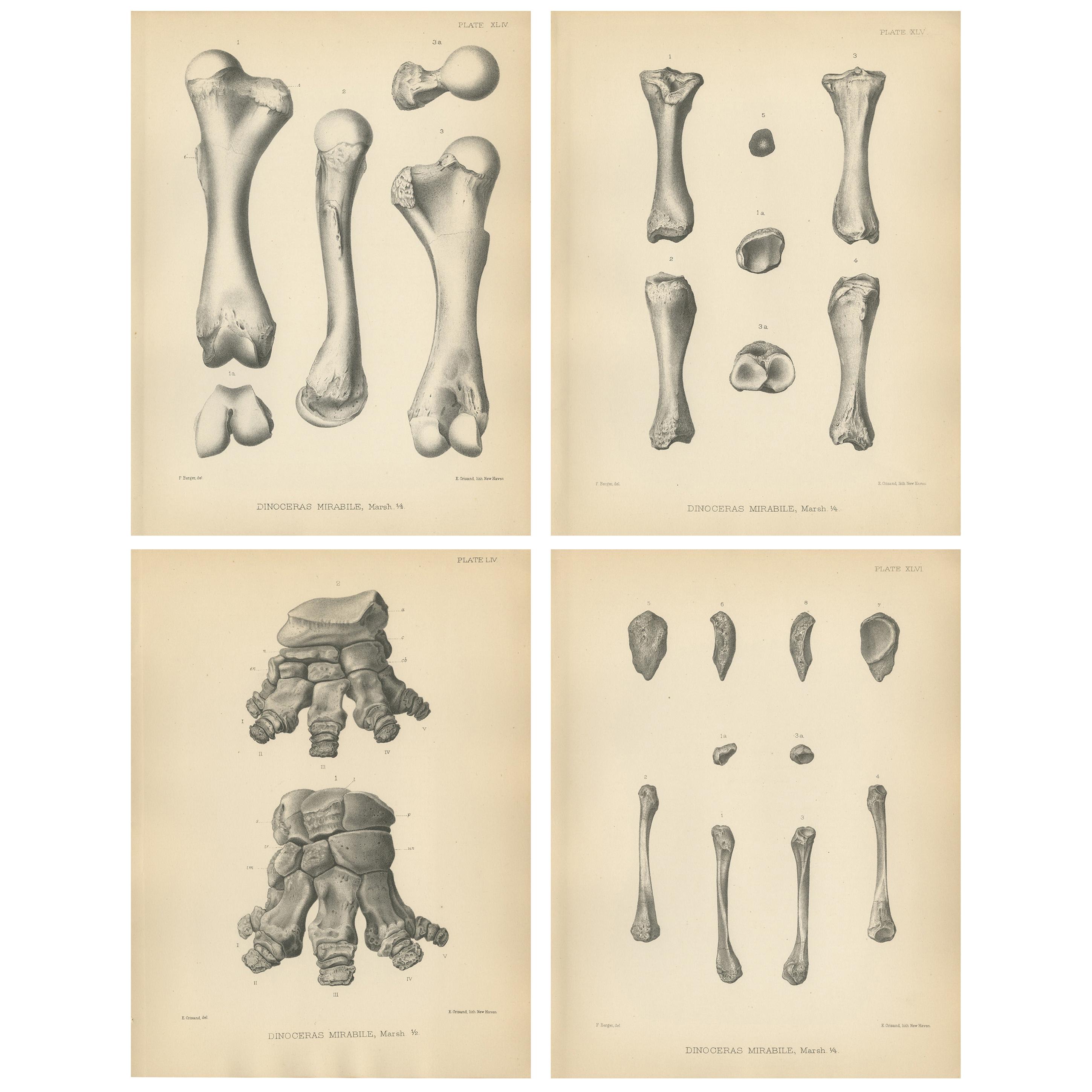 Set of 4 Antique Paleontology Prints of a Dinoceras Mirabile by Marsh, 1886 For Sale