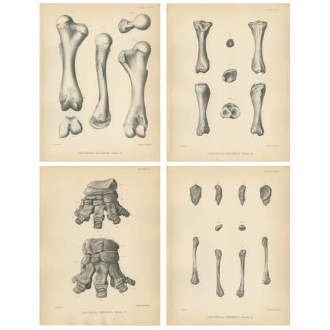 Set of 4 Antique Paleontology Prints of a Dinoceras Mirabile by Marsh, 1886