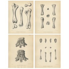 Set of 4 Antique Paleontology Prints of a Dinoceras Mirabile by Marsh, 1886