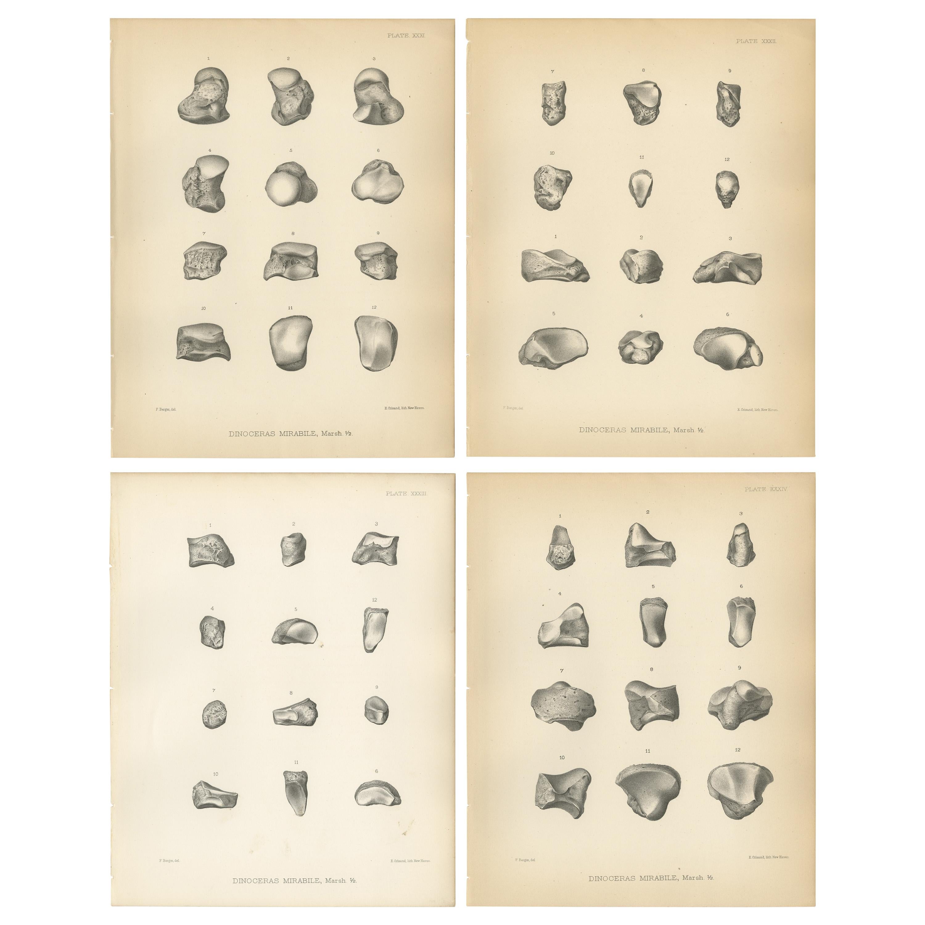 Set of 4 Antique Paleontology Prints of a Dinoceras Mirabile by Marsh, 1886