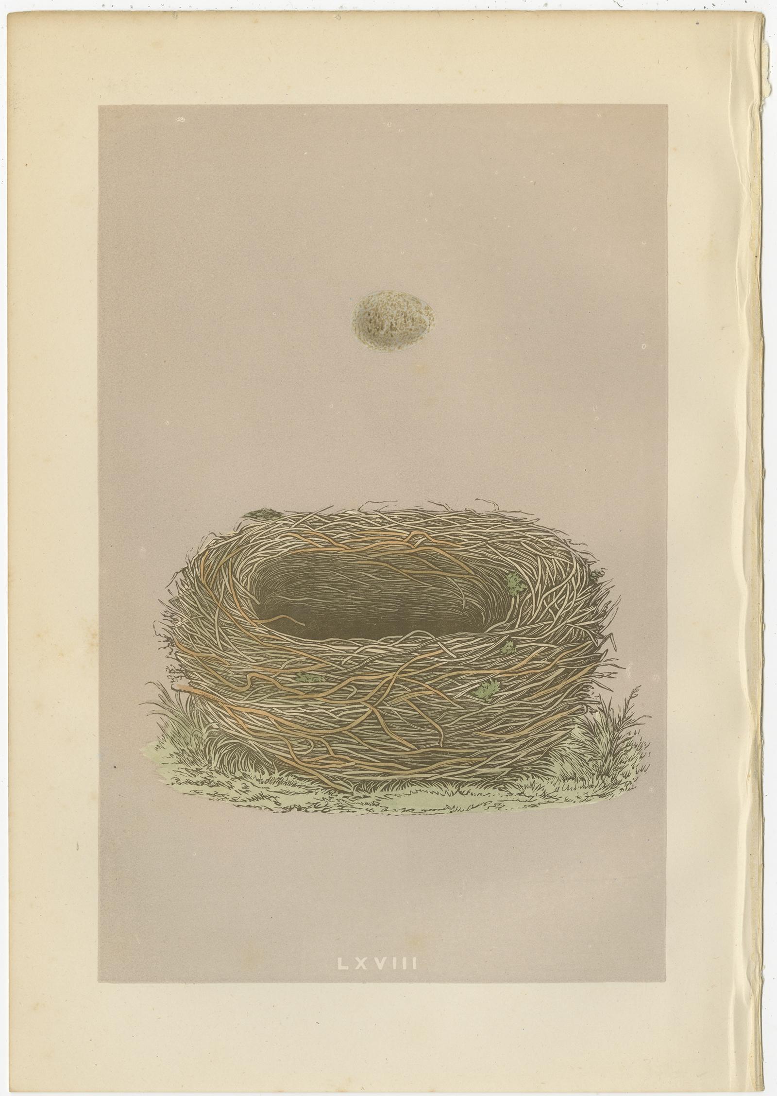 Set of four antique prints depiciting the nest of the jay, meadow pipit, wood lark and grey wagtail bird. These prints originate from 'A Natural History of the Nests and Eggs of British Birds' by the Rev. F. O. Morris, printed Benjamin Fawcett.