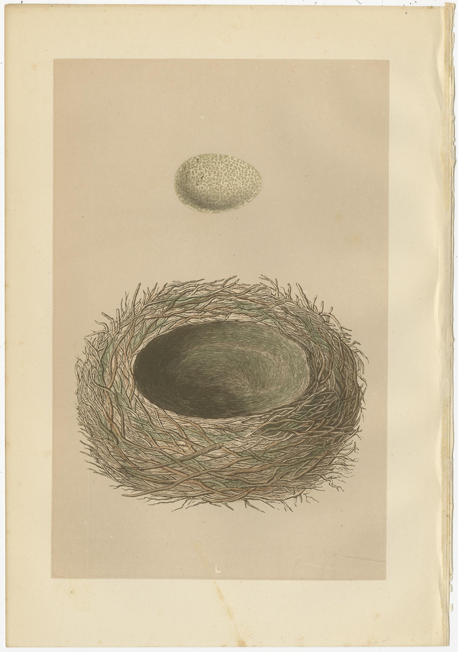 Set of 4 Antique Prints Depicting Various Bird Nests by Morris 'circa 1864' In Good Condition In Langweer, NL