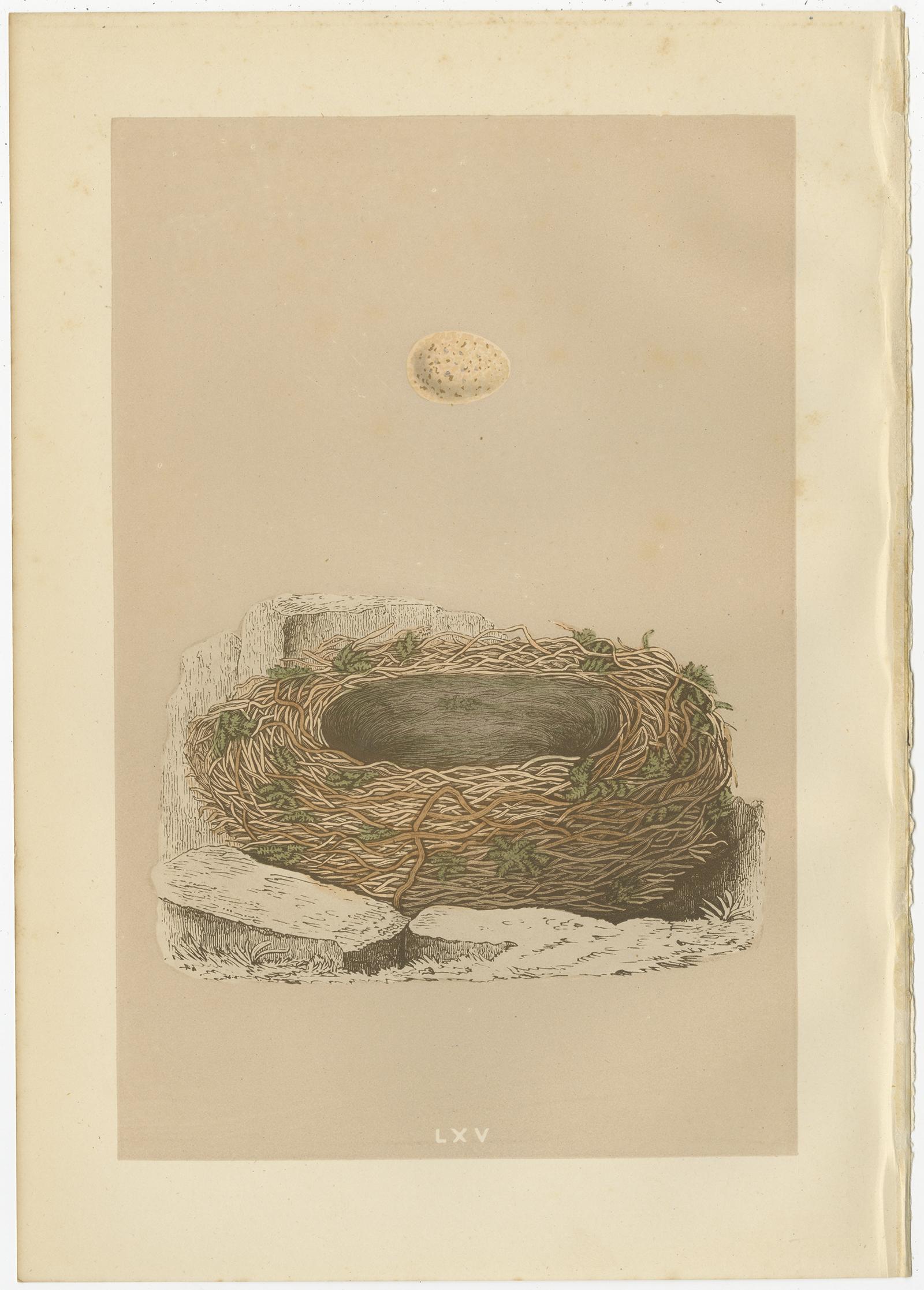 19th Century Set of 4 Antique Prints Depicting Various Bird Nests by Morris 'circa 1864'