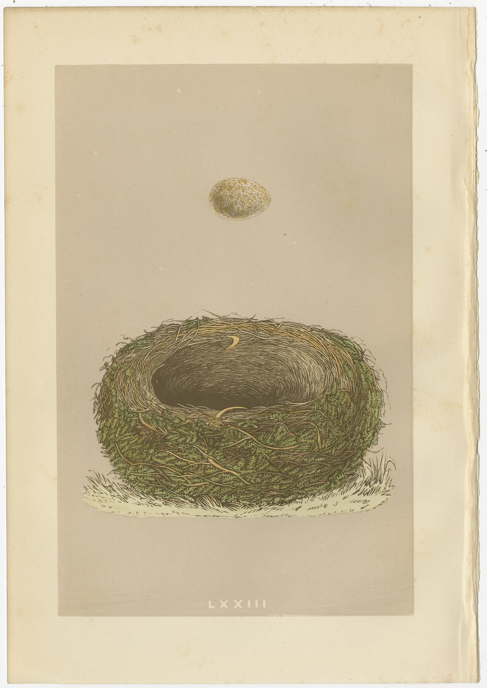 Paper Set of 4 Antique Prints Depicting Various Bird Nests by Morris 'circa 1864'