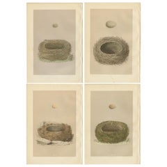 Set of 4 Antique Prints Depicting Various Bird Nests by Morris 'circa 1864'