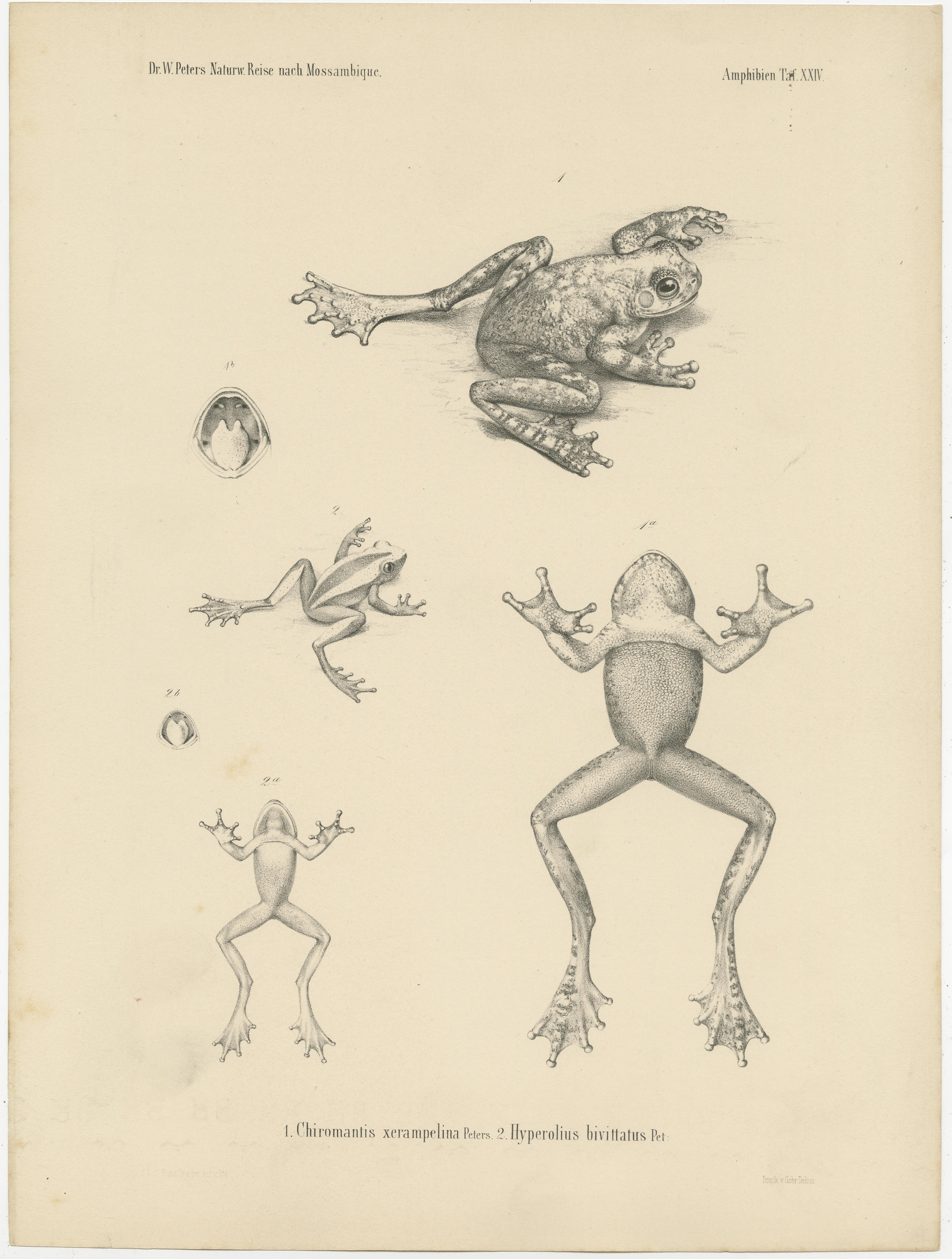 These antique prints from 'Naturwissenschaftliche Reise nach Mossambique' by Wilhelm C.H. Peters depict various frog species, including the Chiromantis xerampelina. The illustrations are meticulously detailed and capture the unique characteristics