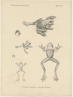 Frog Species of Mozambique: An Antique Naturalist's Journey