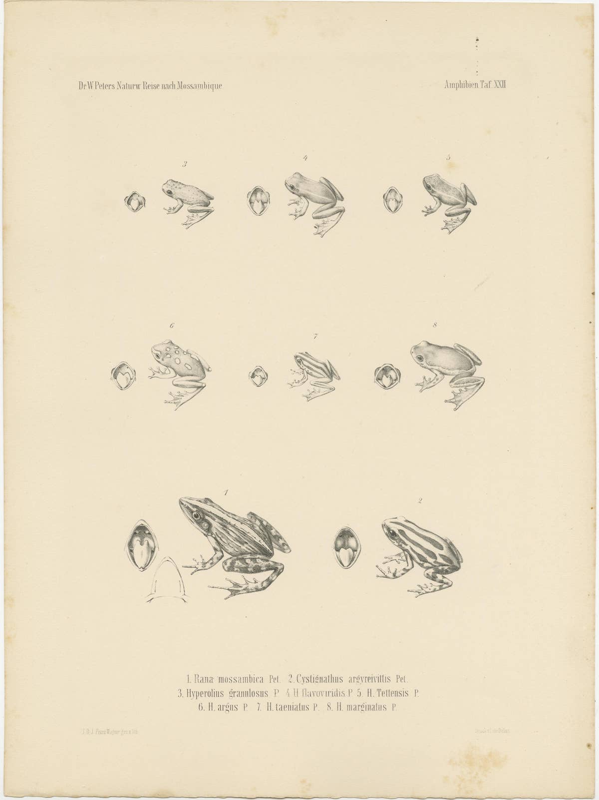 Frog Species of Mozambique: An Antique Naturalist's Journey