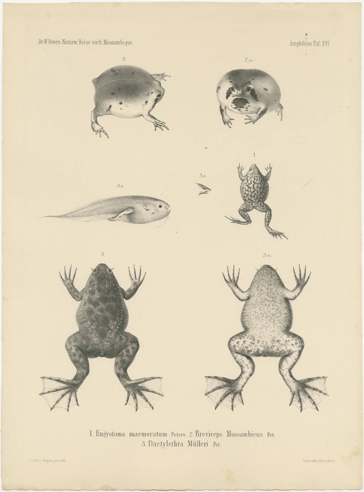 Frog Species of Mozambique: An Antique Naturalist's Journey