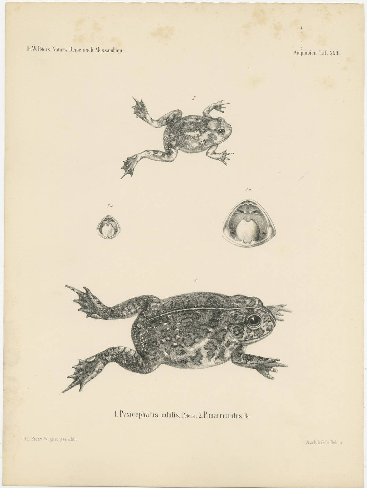 Frog Species of Mozambique: An Antique Naturalist's Journey