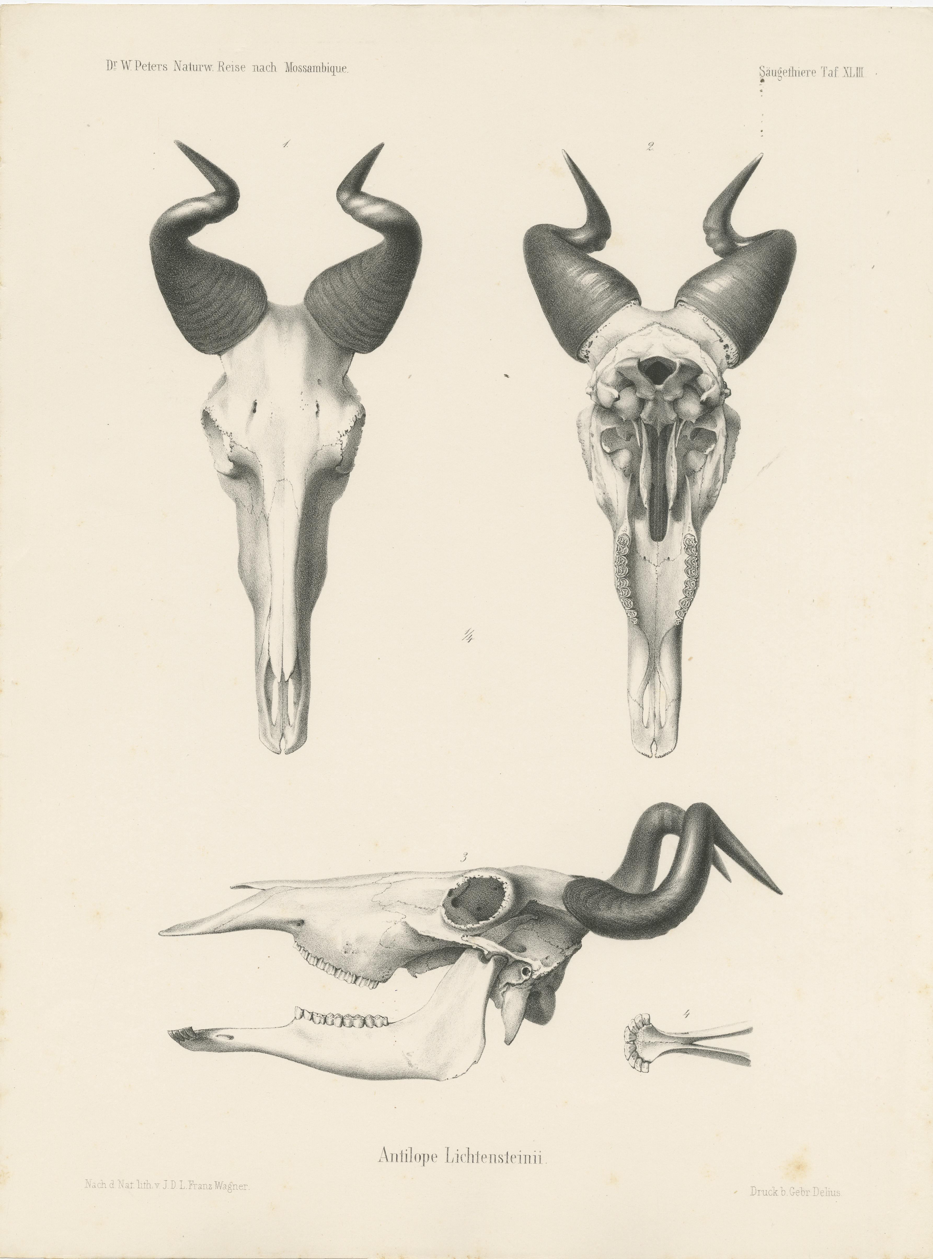 Set of four antique prints titled 'Antilope Lichtensteinii (..)'. Original antique prints of antelope skulls. These prints originate from 'Naturwissenschaftliche Reise nach Mossambique (..)' by Wilhelm C.H. Peters, published, circa 1868.