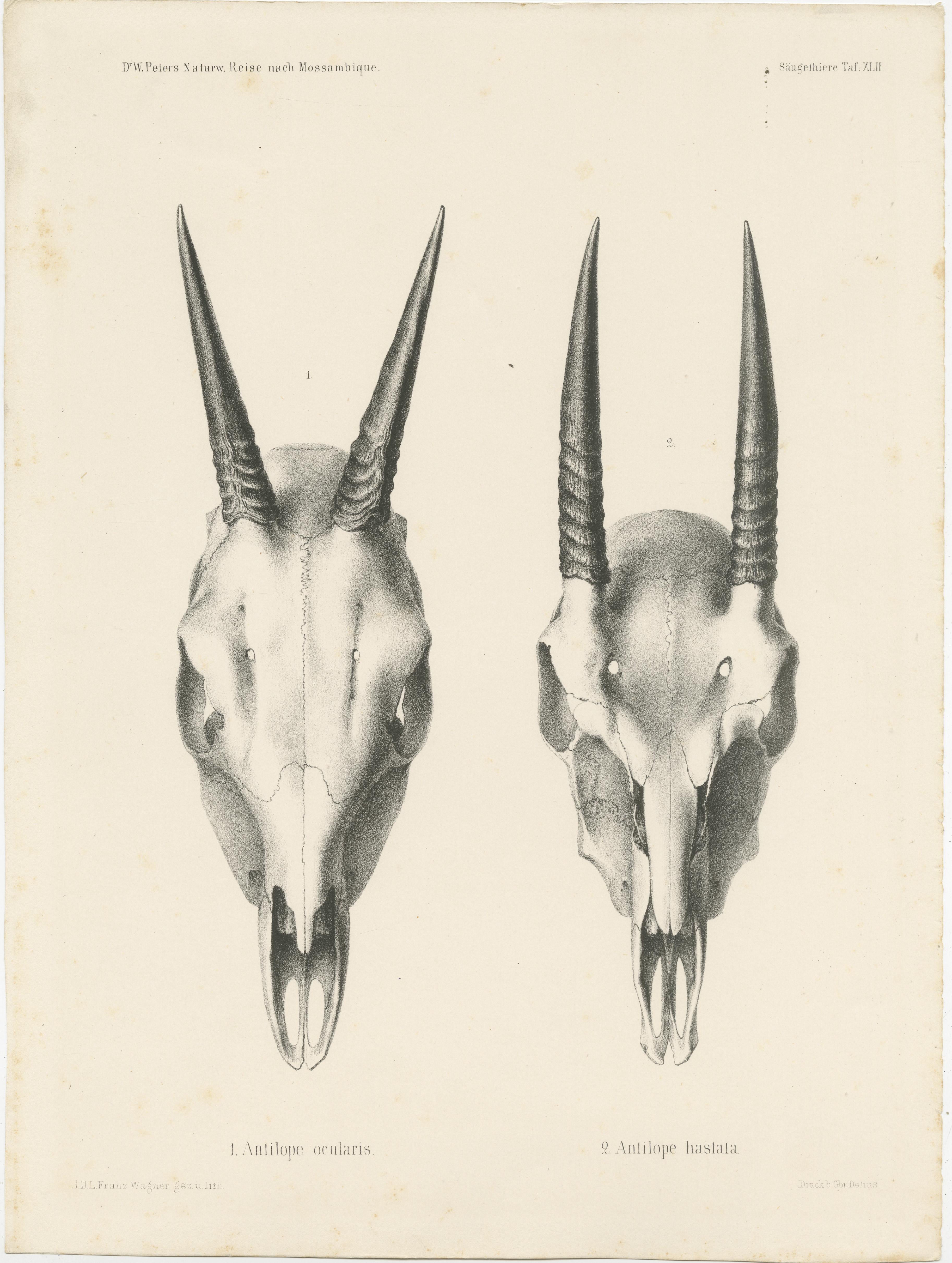 Set of 4 Antique Prints of Antelope Skulls In Good Condition For Sale In Langweer, NL