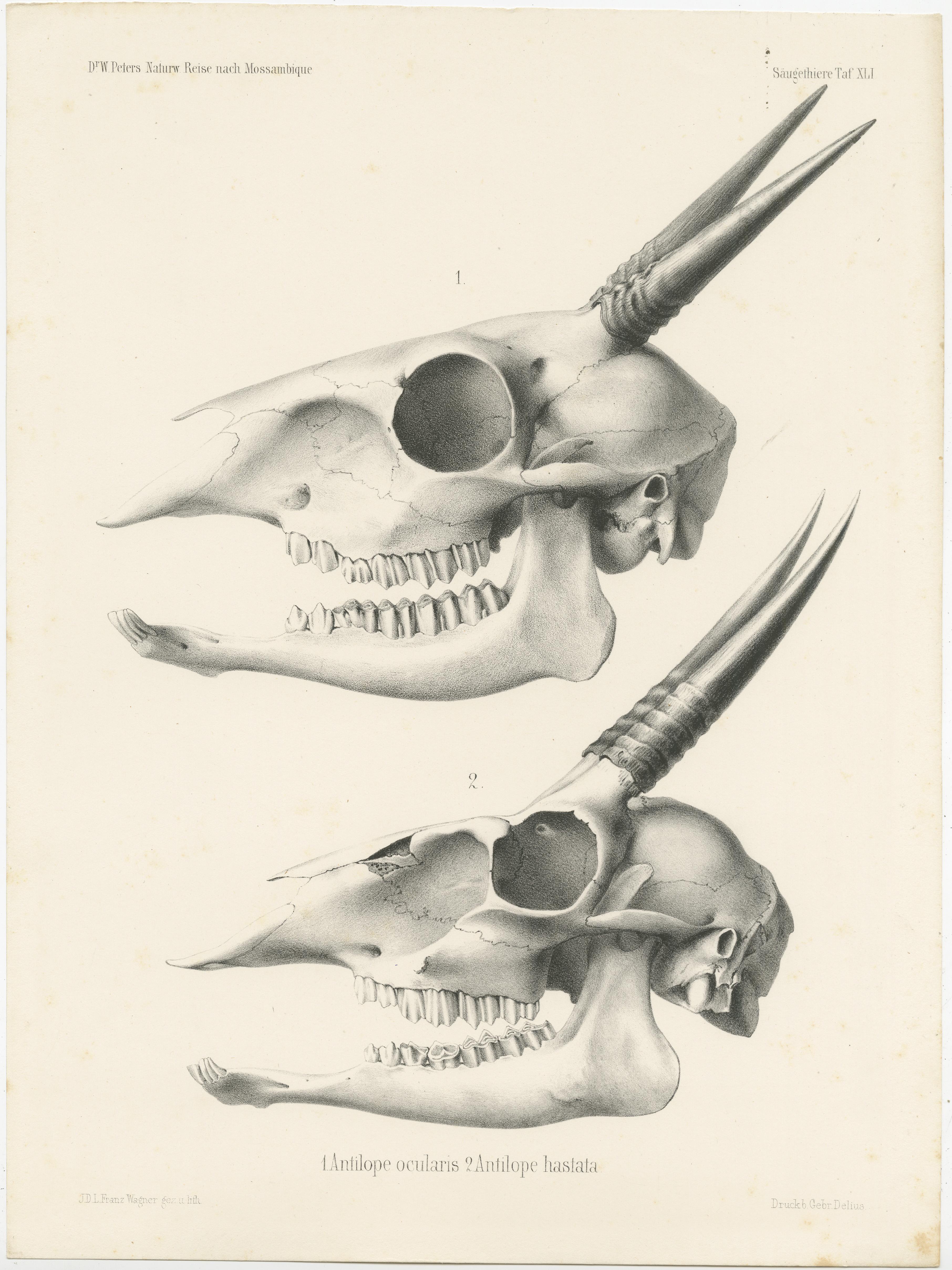 19th Century Set of 4 Antique Prints of Antelope Skulls For Sale