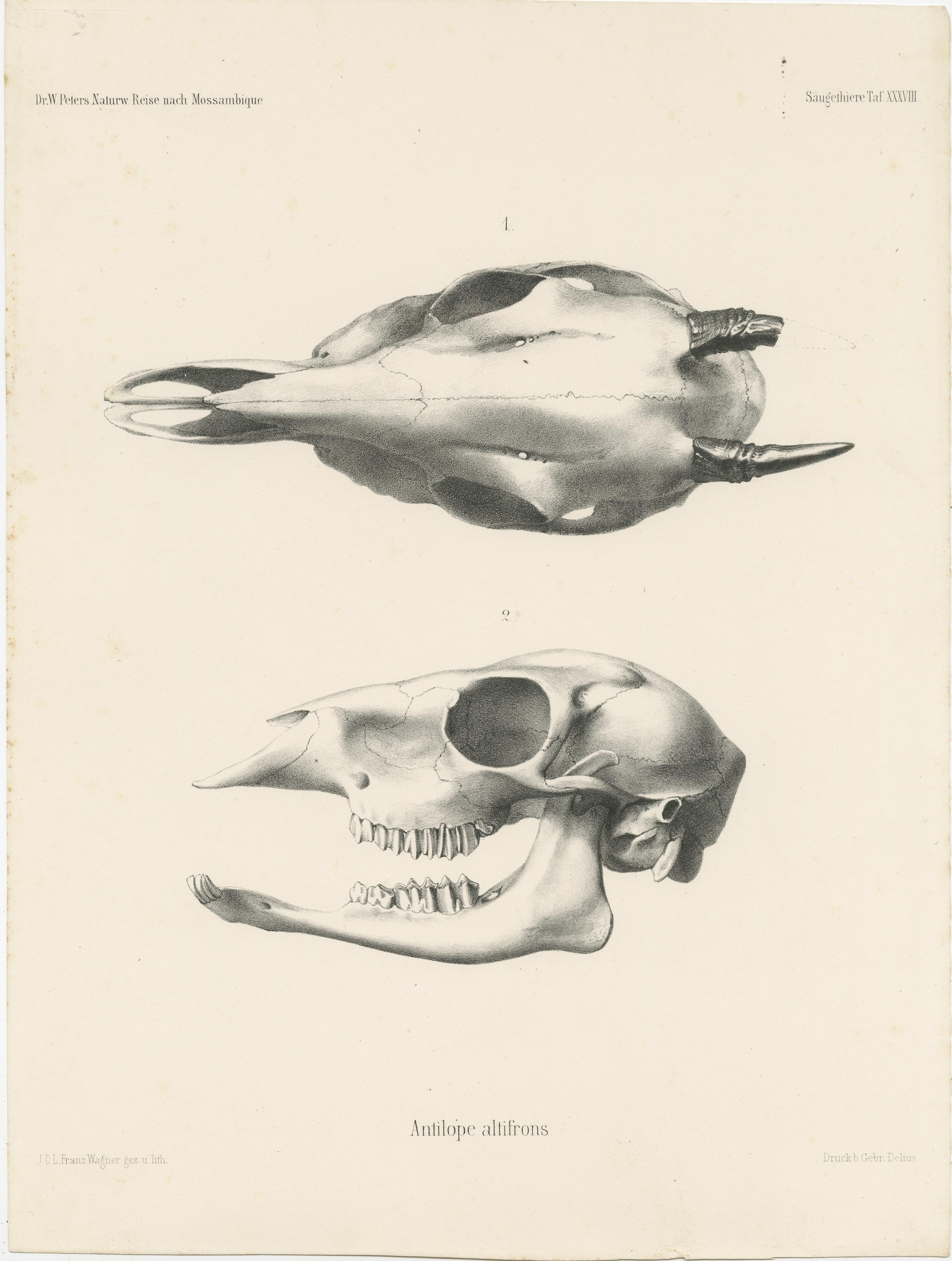 Paper Set of 4 Antique Prints of Antelope Skulls For Sale